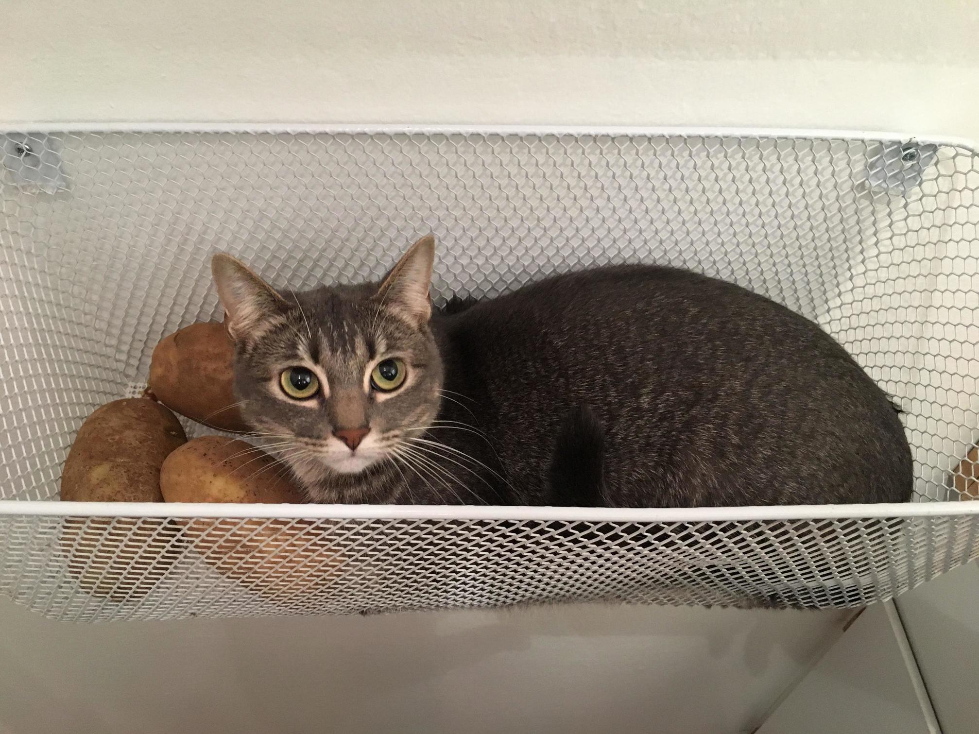 My Friend Caught Her Cat Snuggling Potatoes