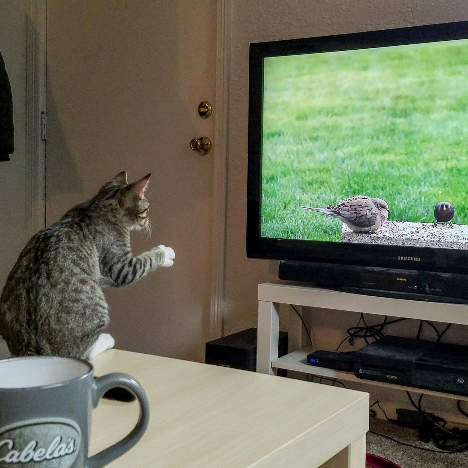 My Friends Cat Seems Very Focused on the Tv