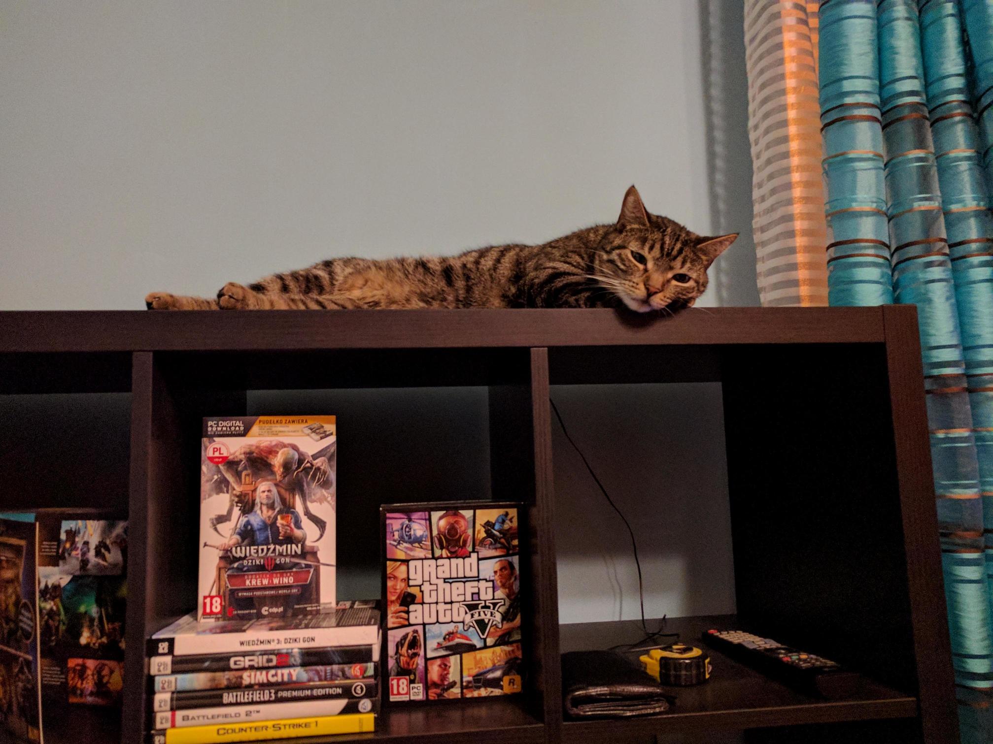 My Friends Cat. Meet Jarvis.
