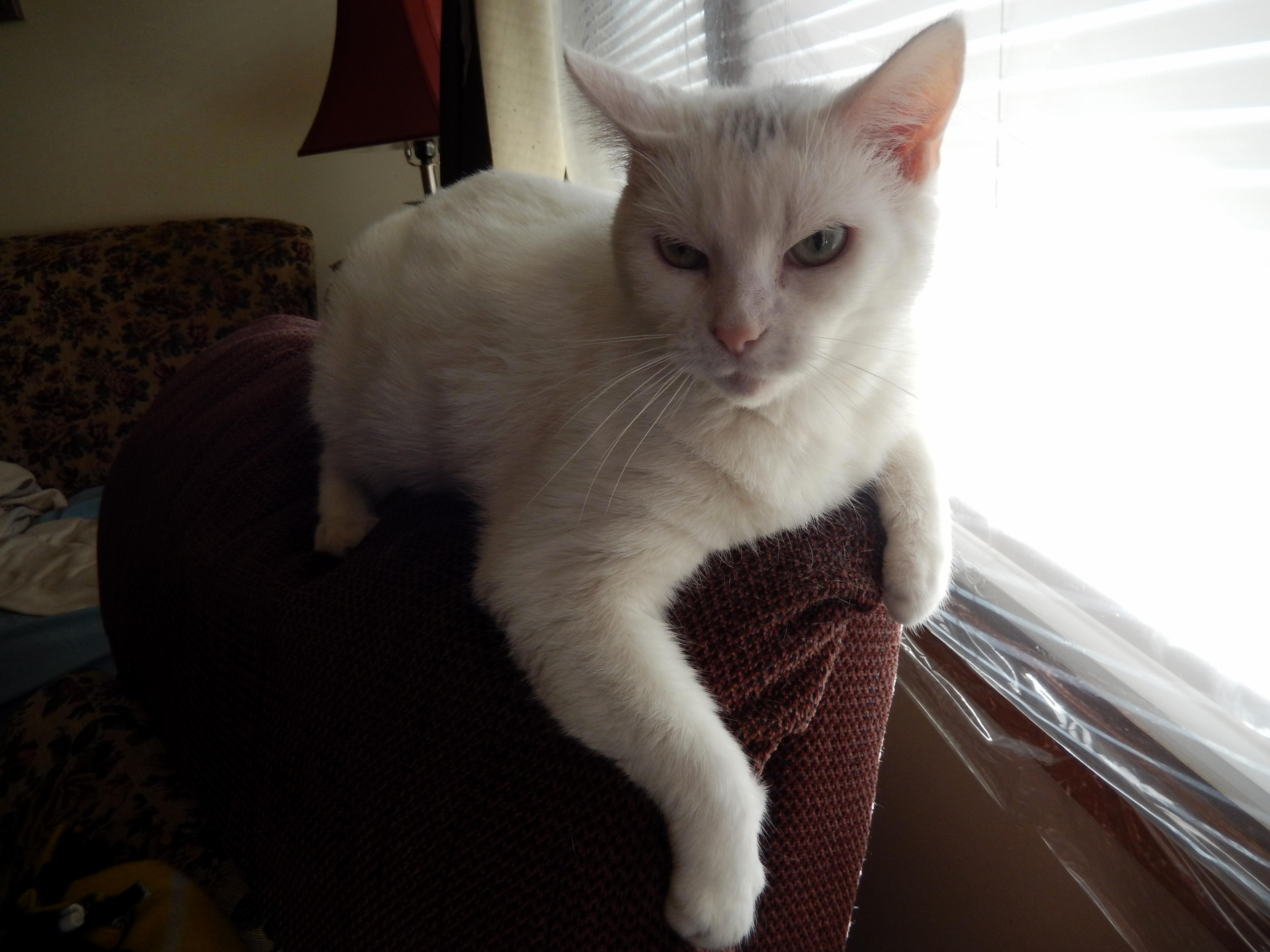 My Moms Cat Phoebe