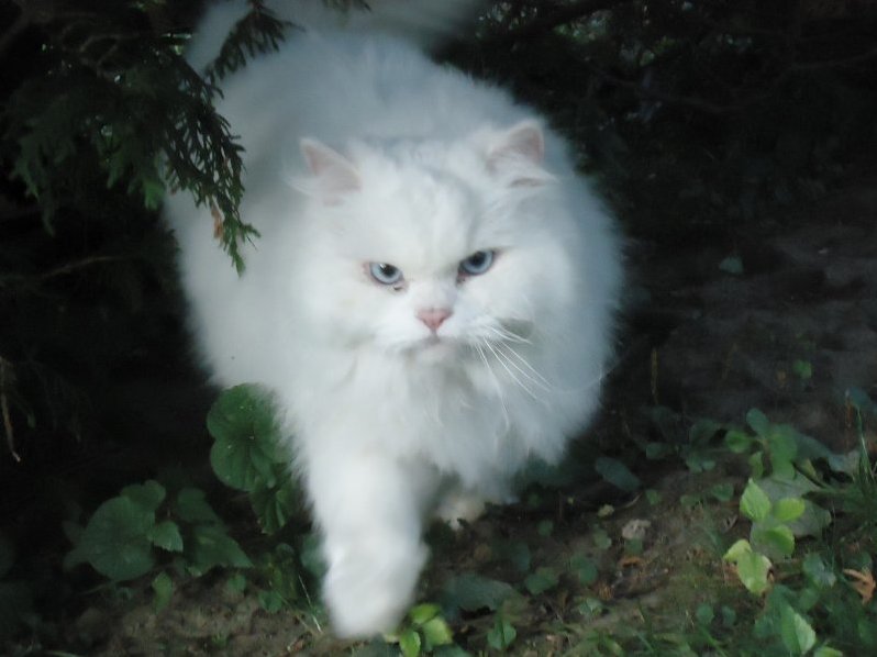 My Neighbors Persian