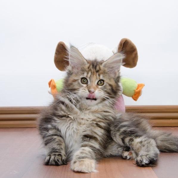 My New Kitten Help Me Name Her
