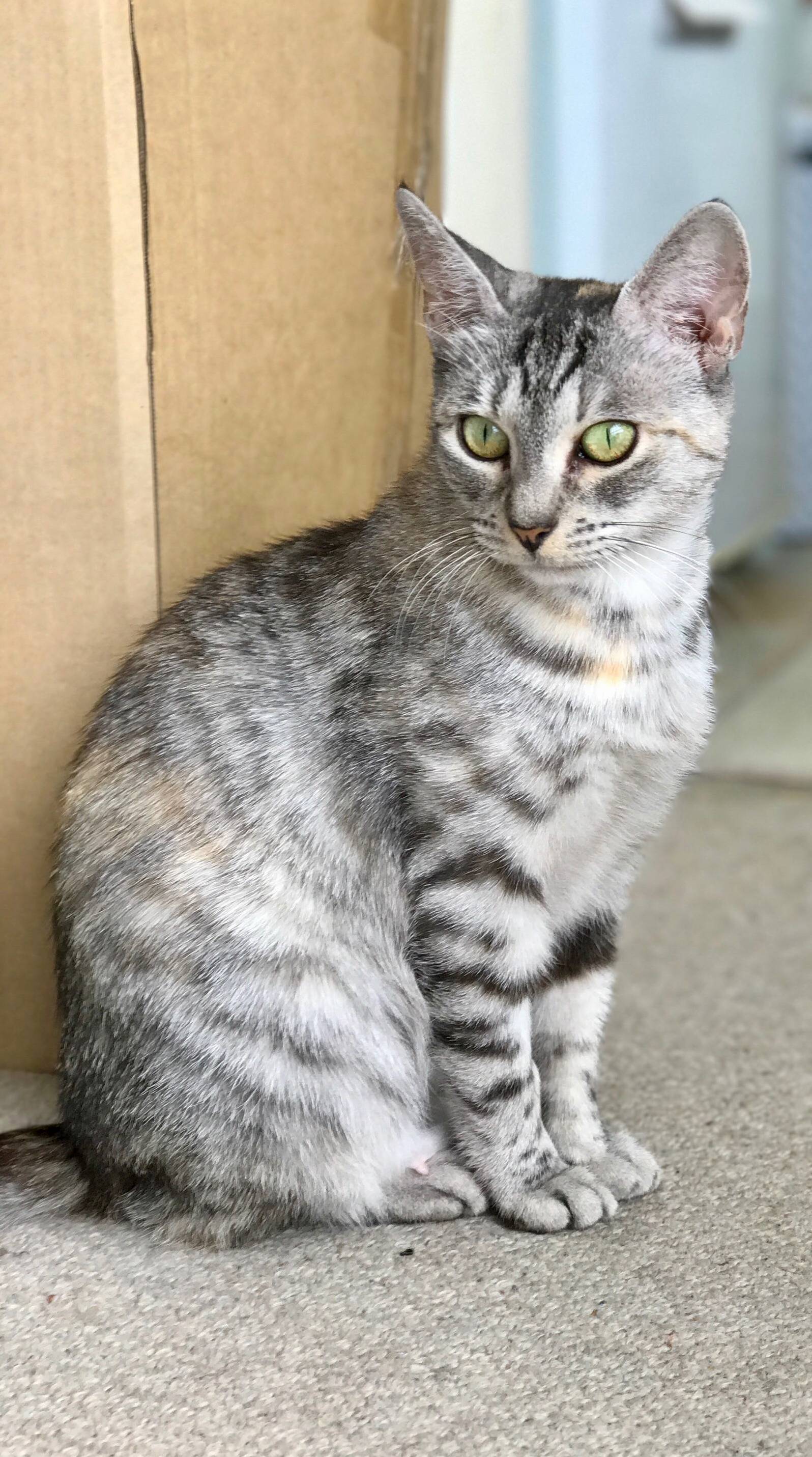 My New Rescue Cat Chloe. All Settled in Her New Home.