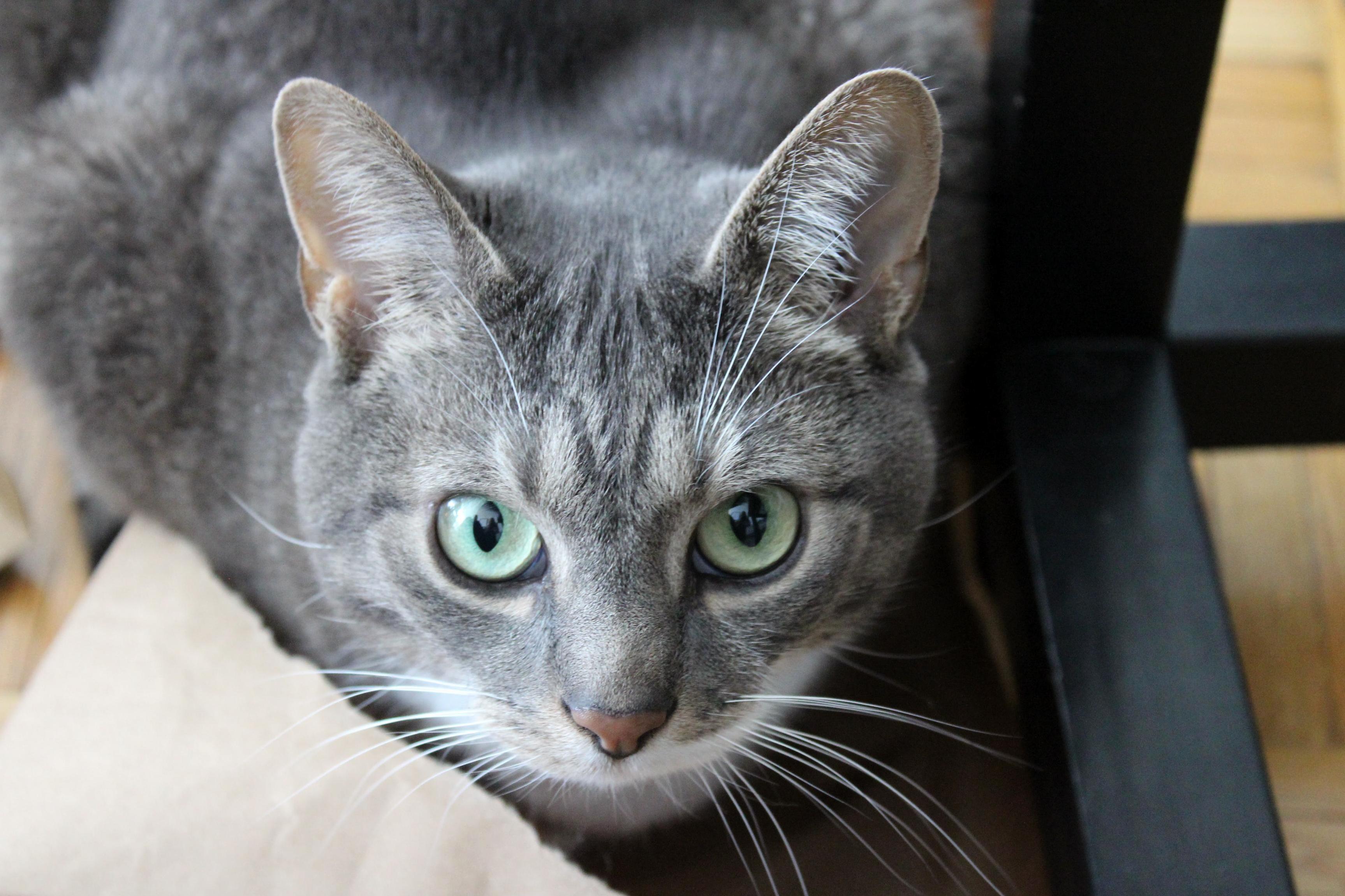 My Sweet Darcy