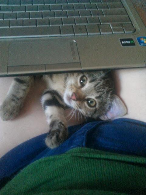 My Tiny