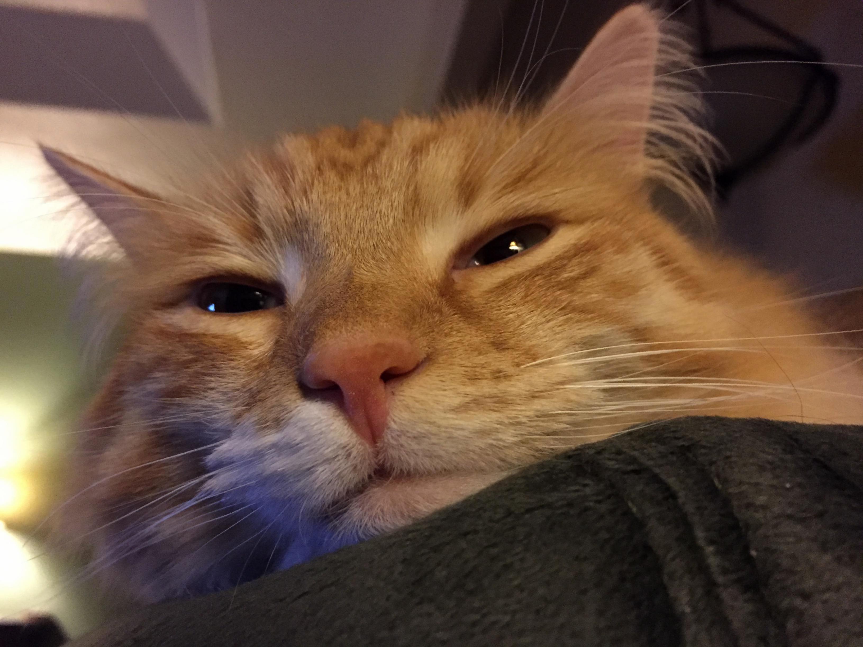 My Valentine Kitteh