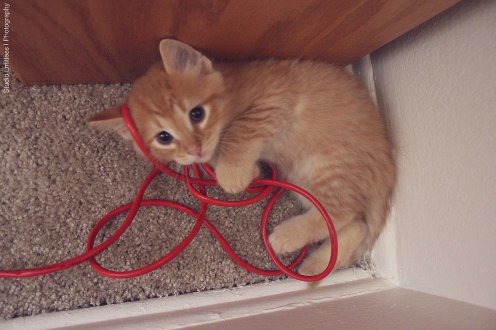 New It Guy.