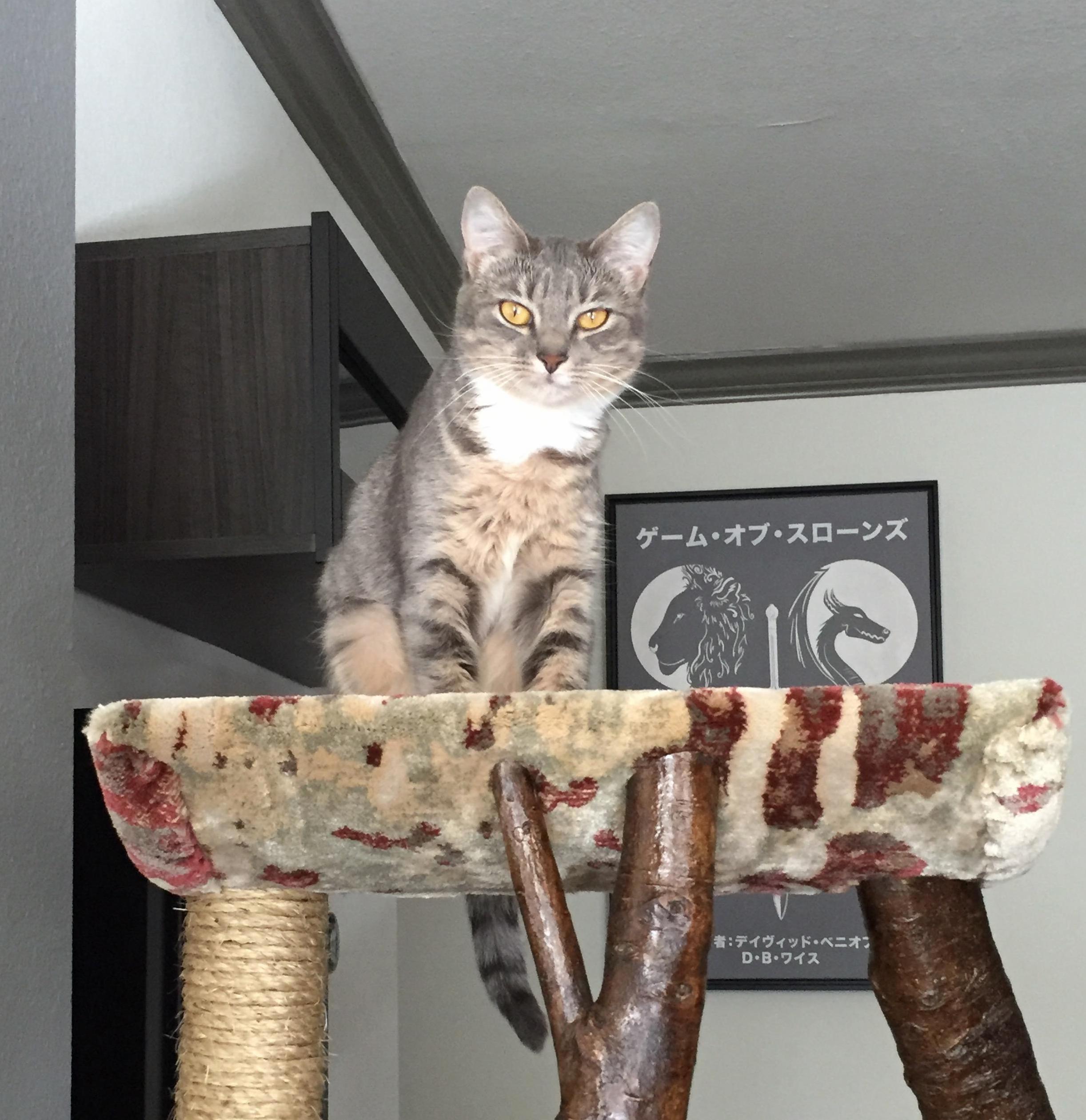 New Kitty Already Lording Over Us