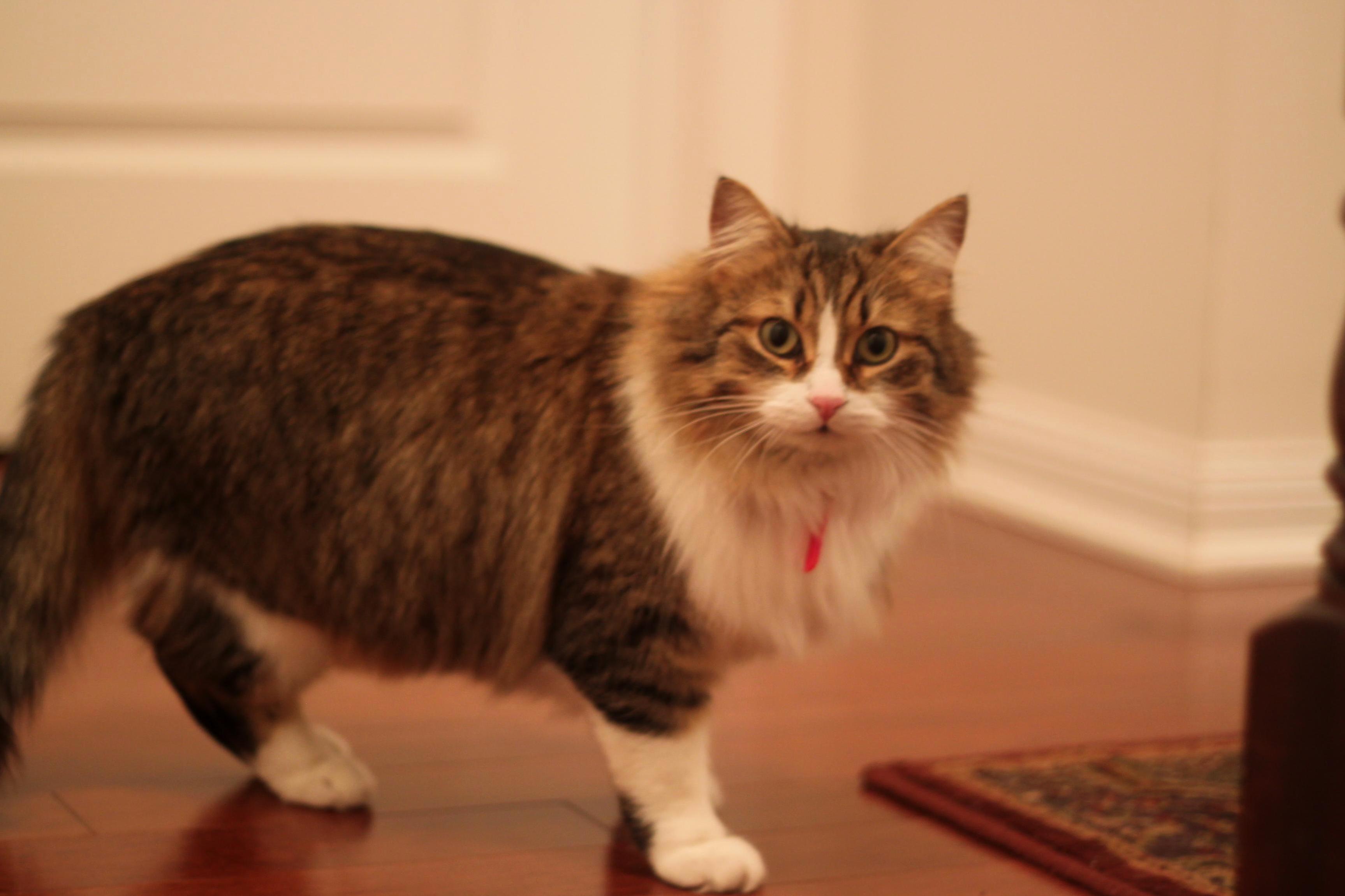 New Rescued Cat