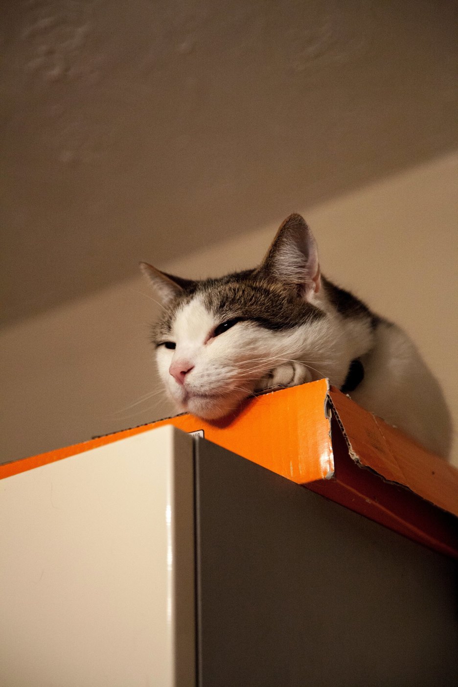 Nucky Surveying His Domain from the Top of the Fridge