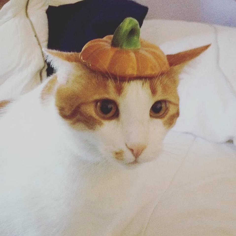 Omelette Is a Sweet Lil Pumpkin
