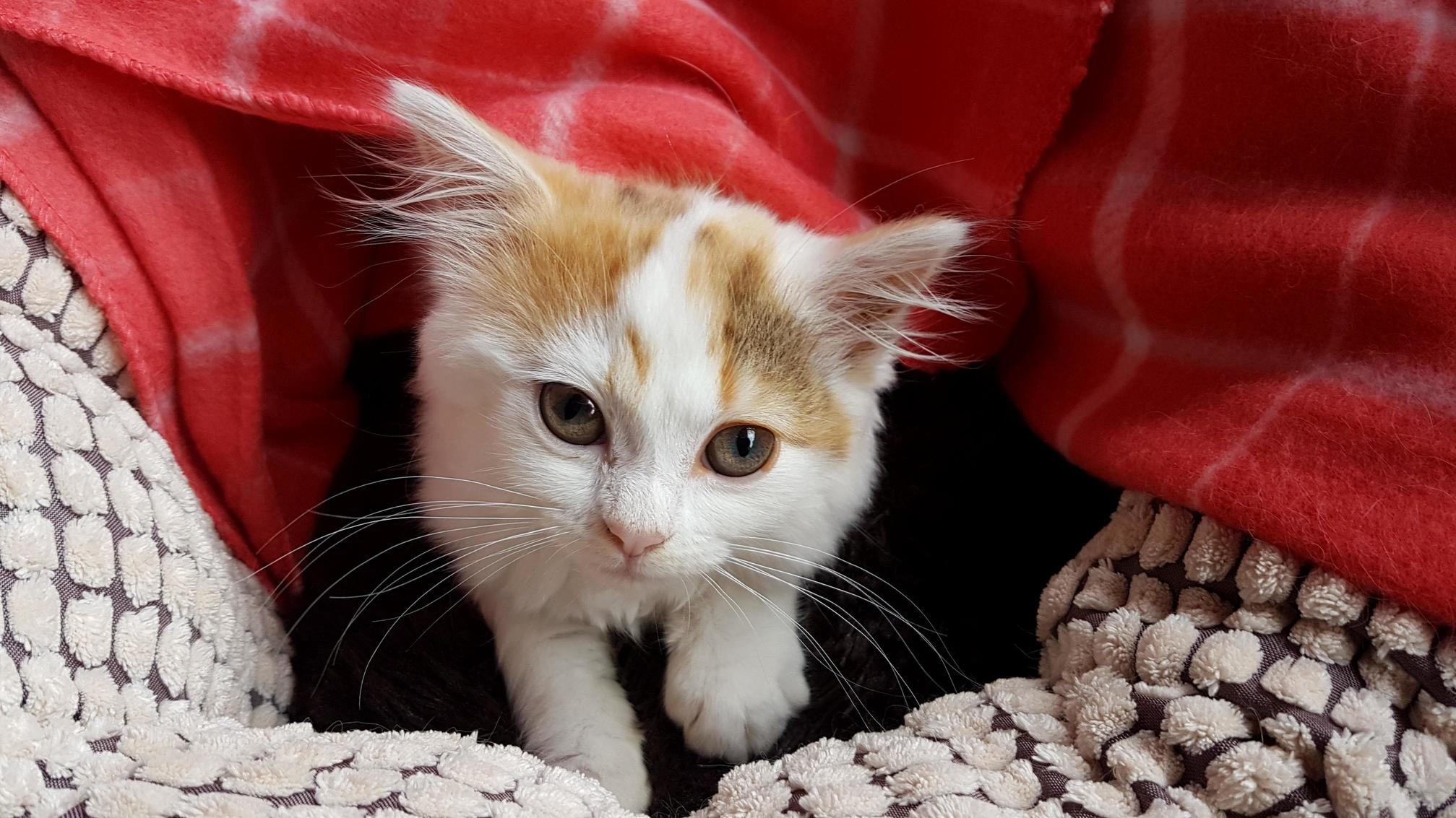 Our 2nd Rescue Kitten So Far