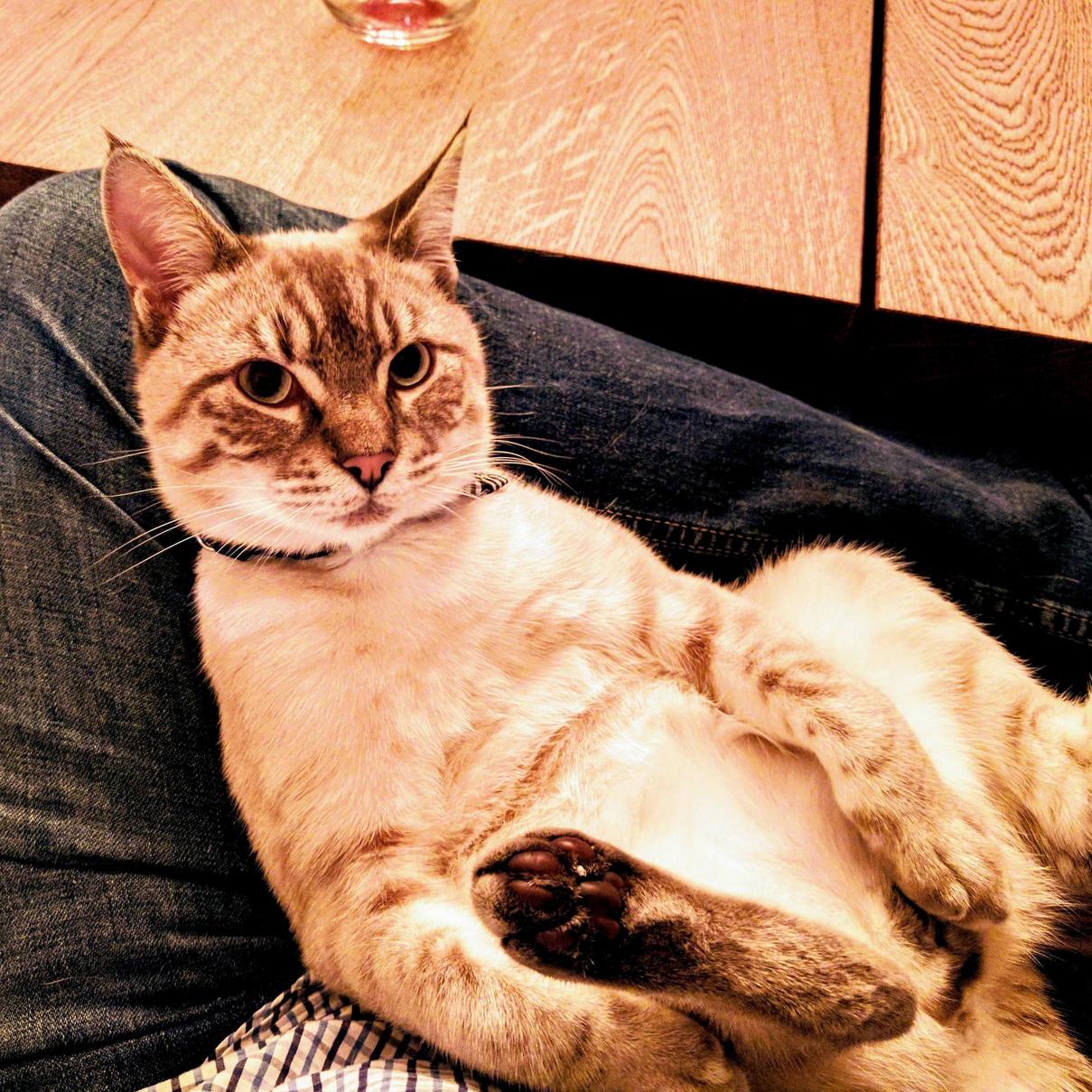 Our Cat Is Basically Al Bundy