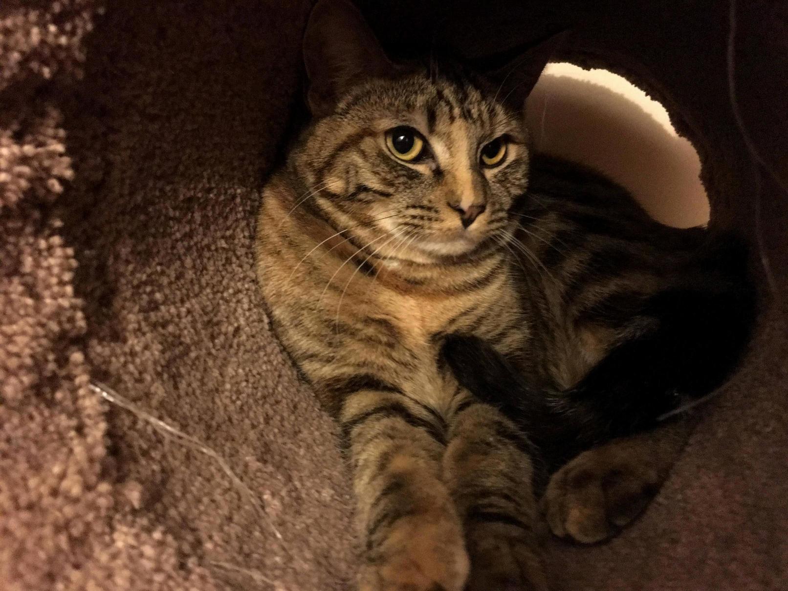 Our Piper Always Loves to Pose for the Camera