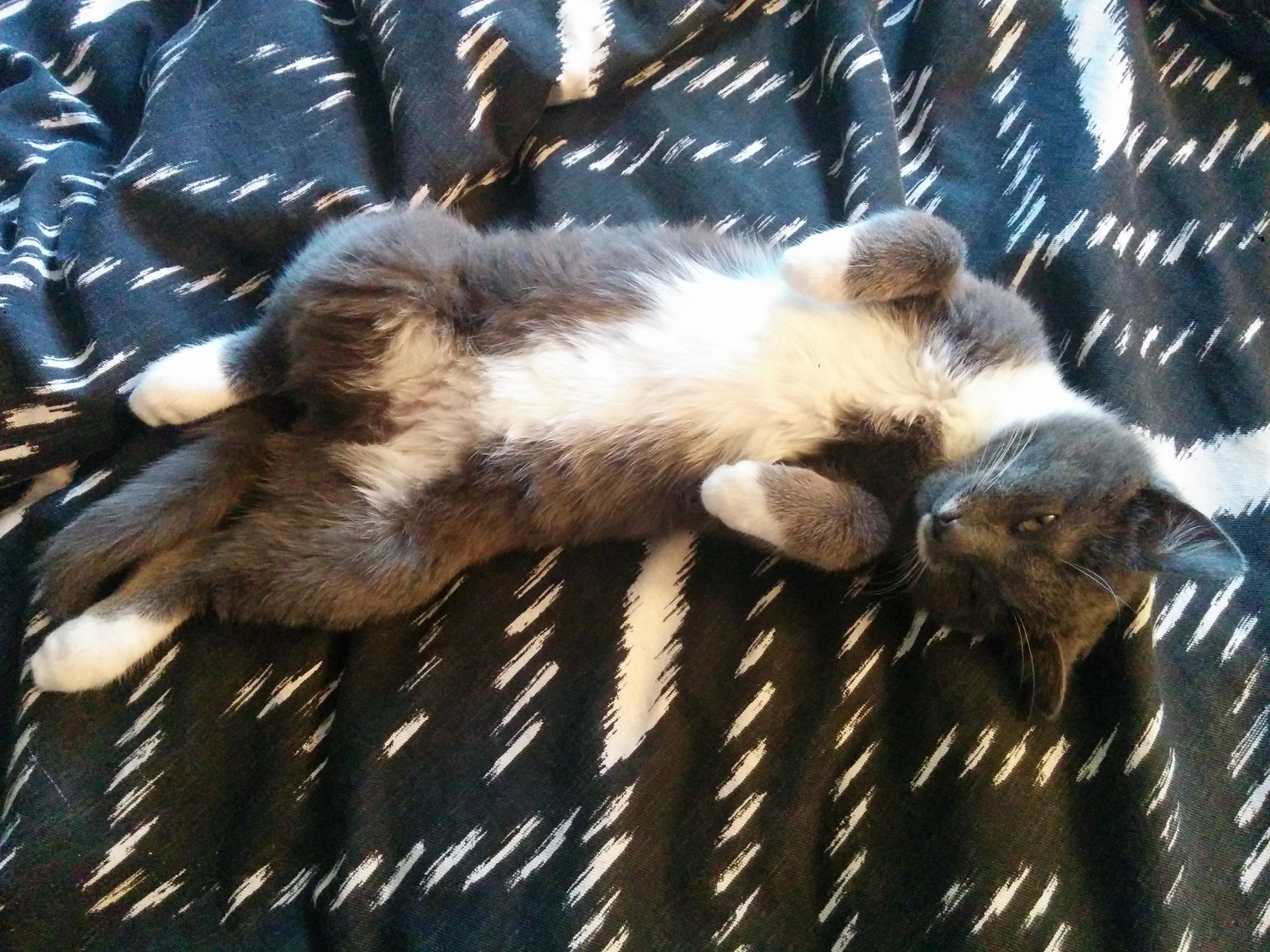 Paint Me Like One of Your French Cats.