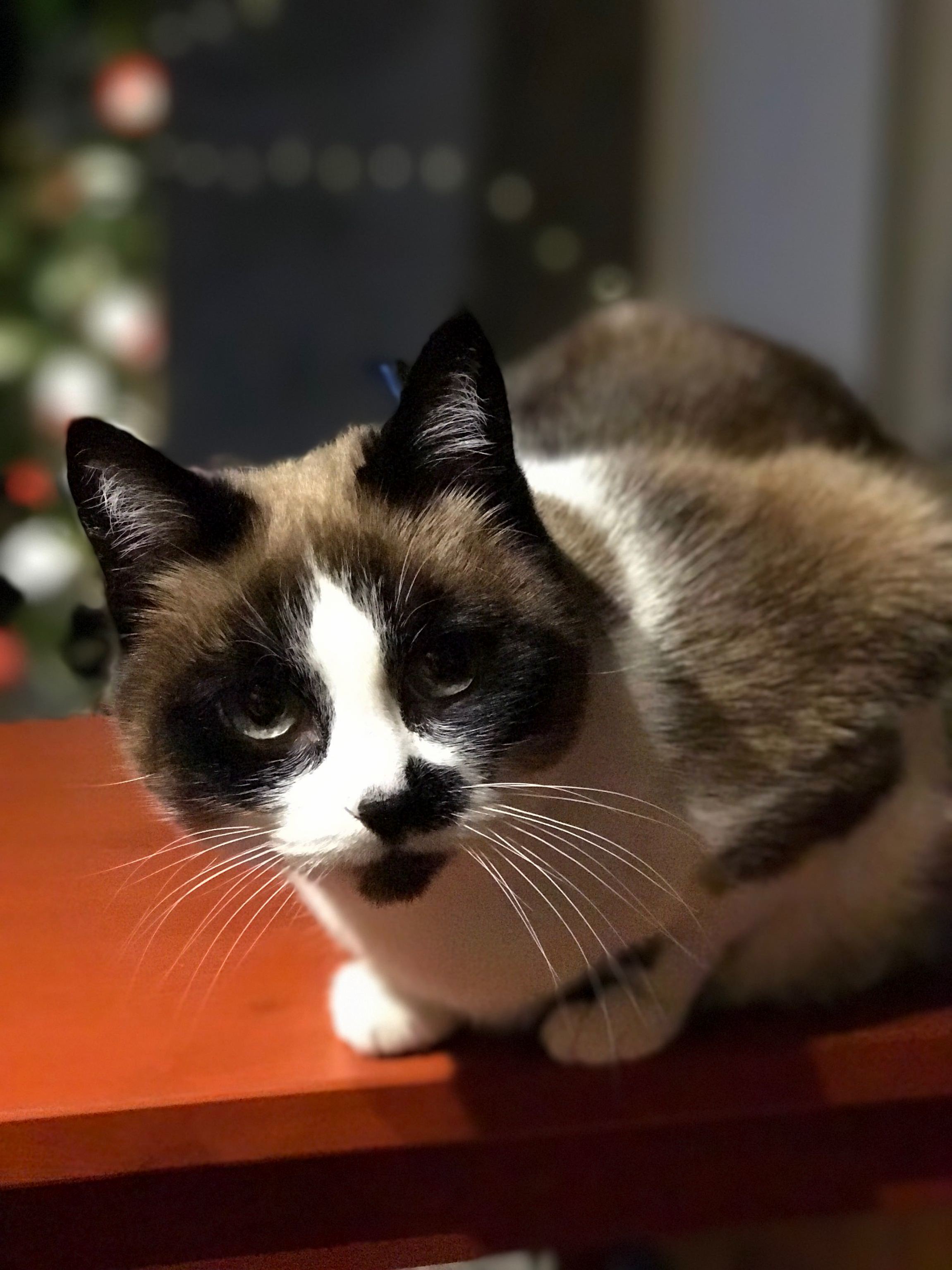 Posing Like Its Christmas 3