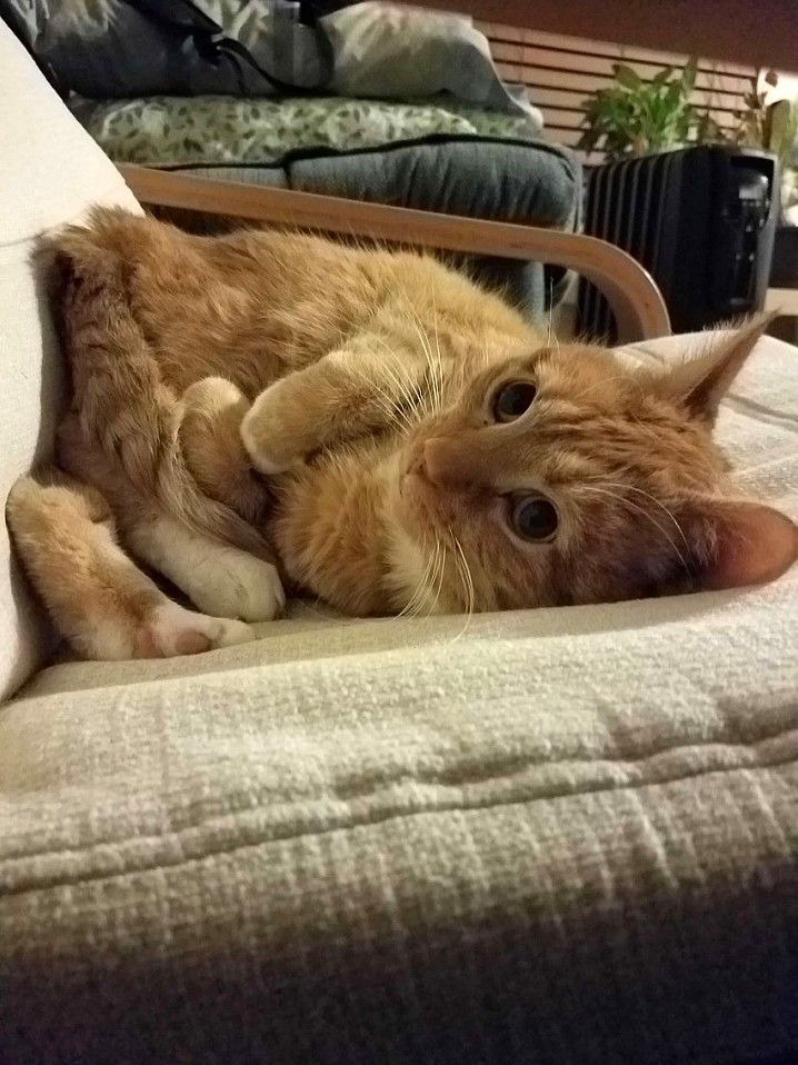 Pretzel-cat