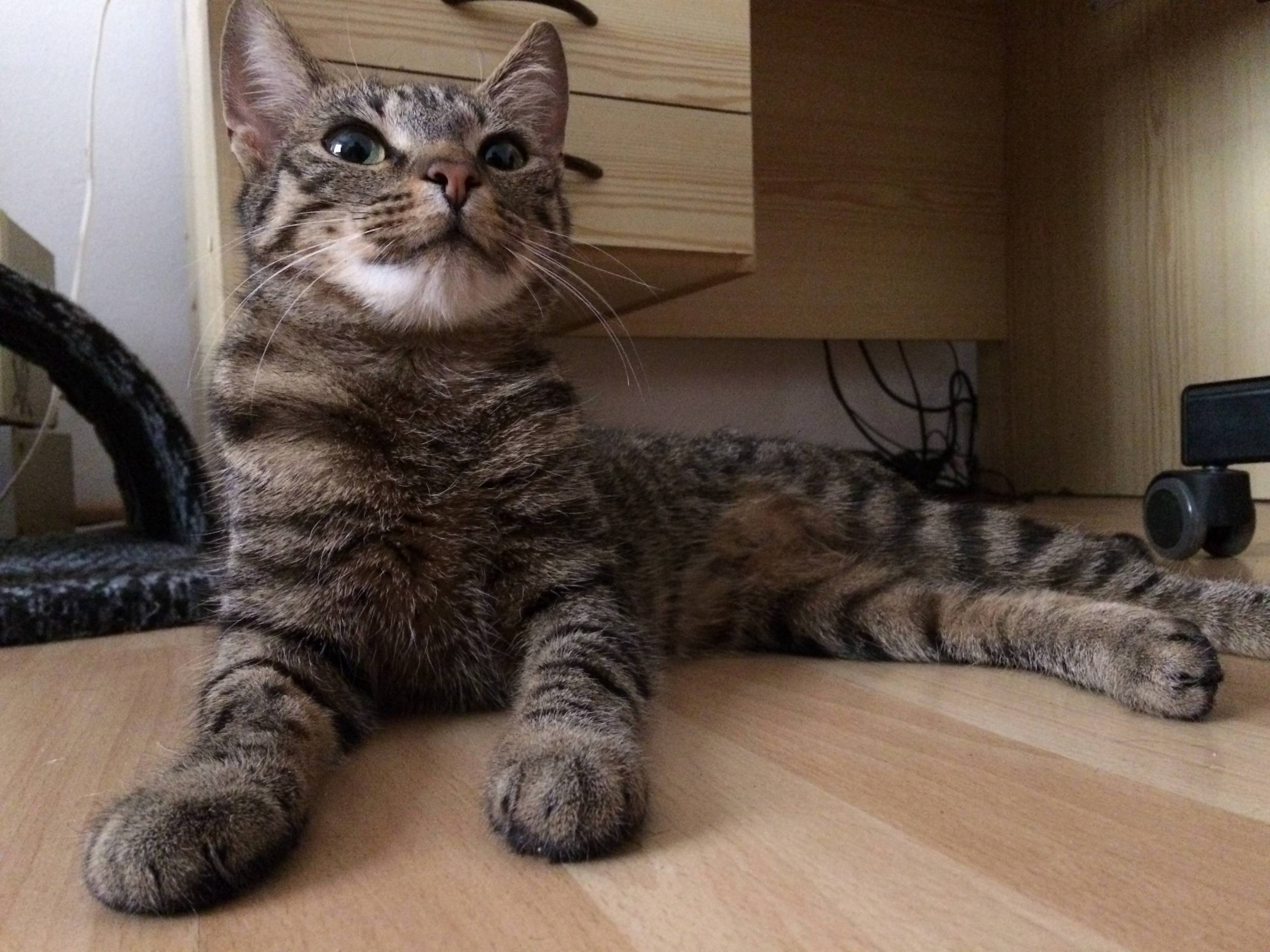 Proud Couch Tiger