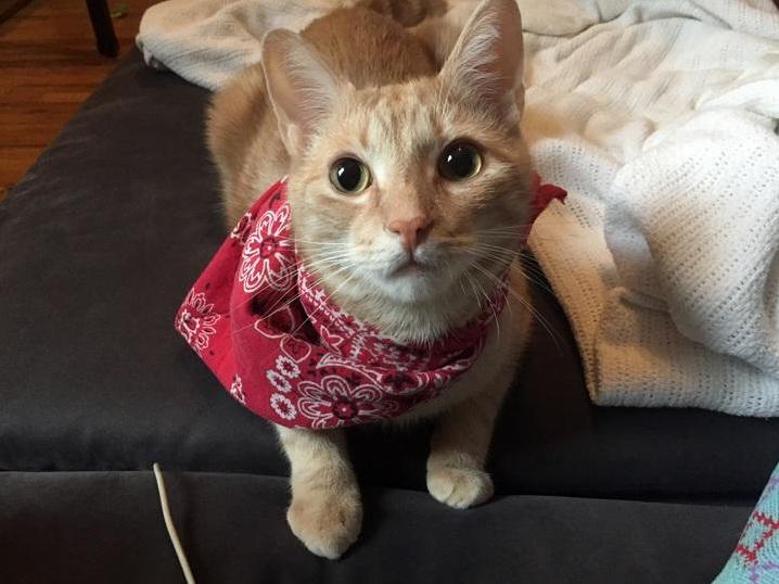 Queso - My Favorite Kitty Face