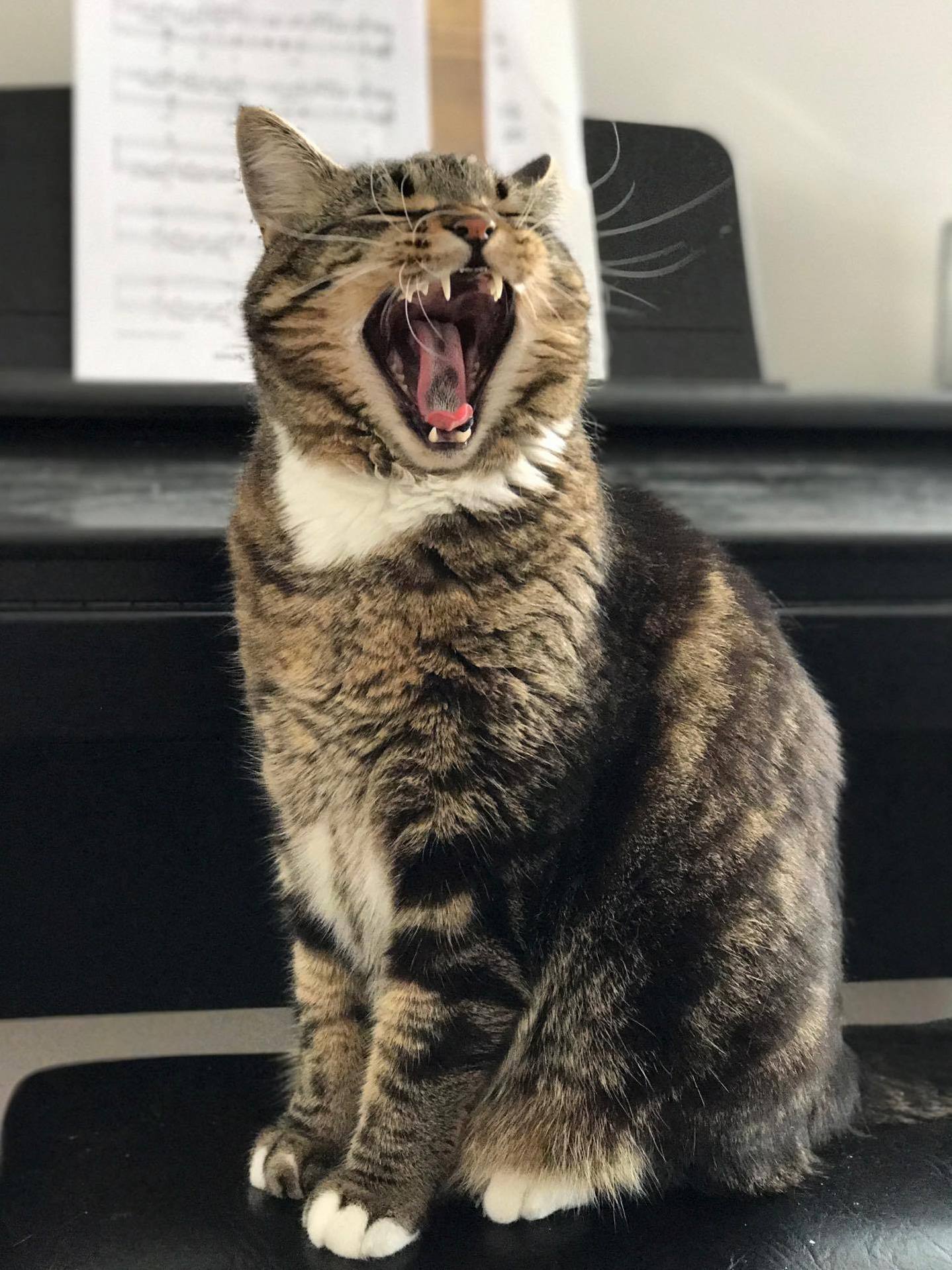 Rawr