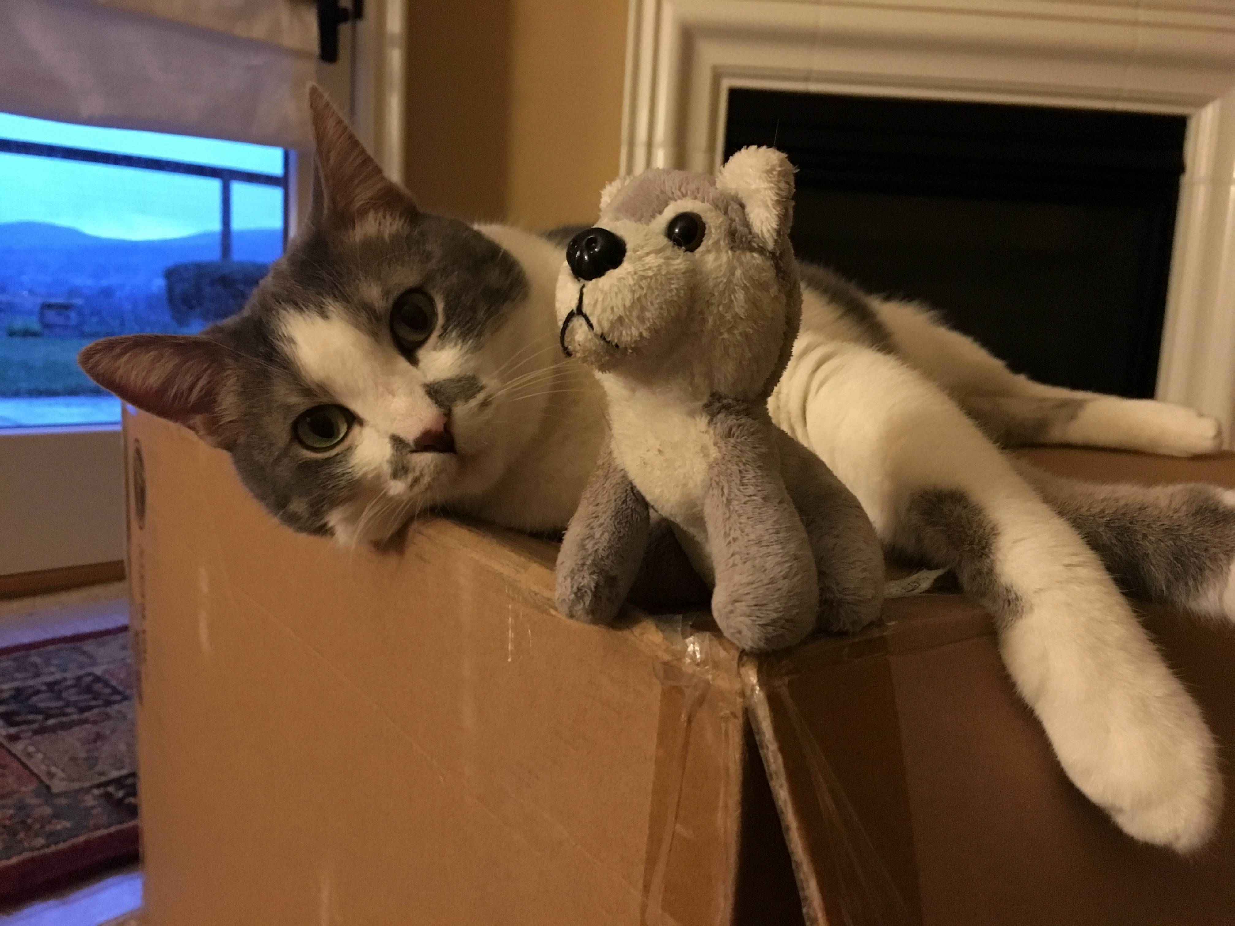 Roxy Lounging with Her Best Pal