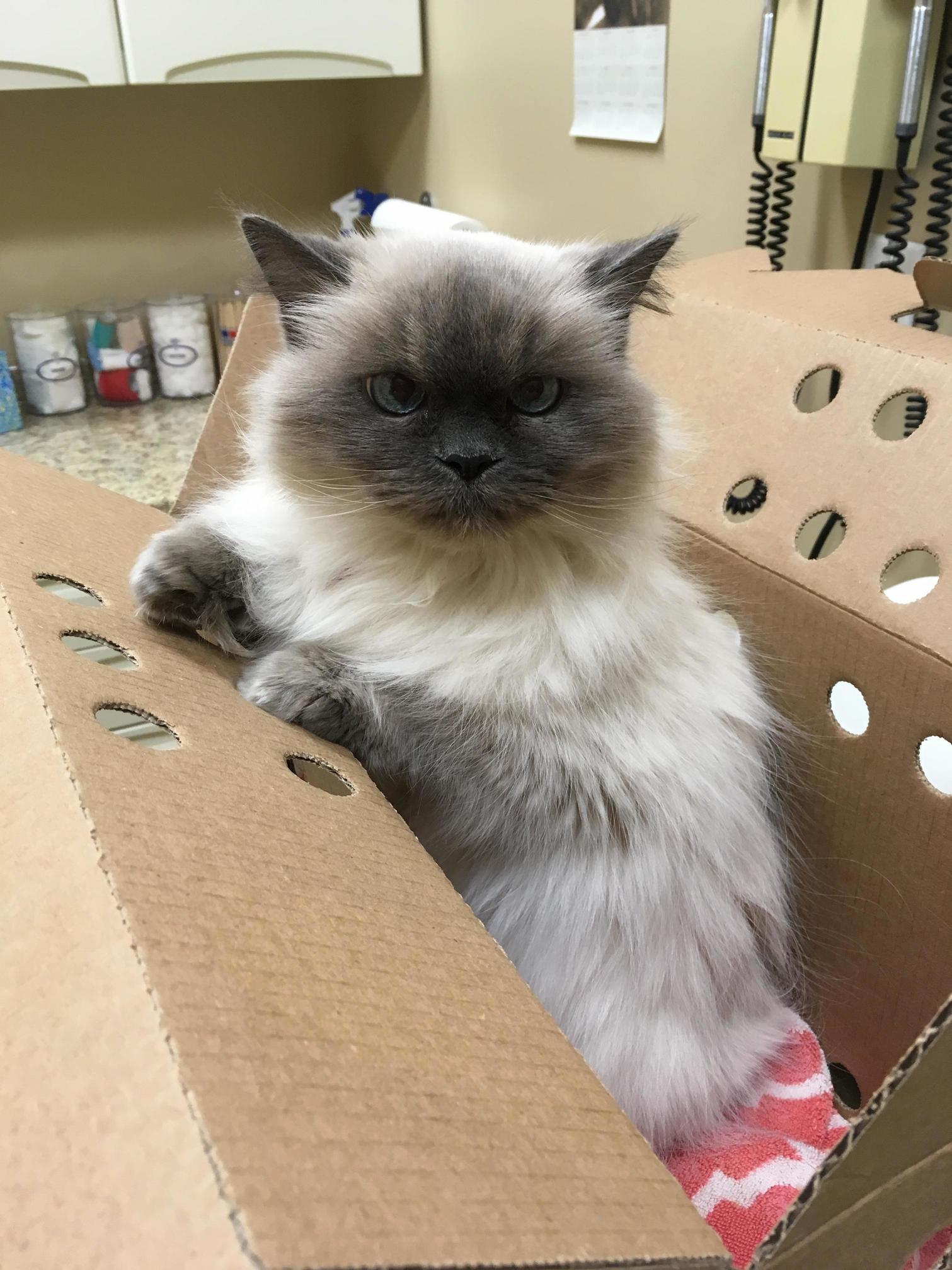 Shes 14 and Has Kidney Disease but I Couldnt Say No to That Face So I Adopted Her