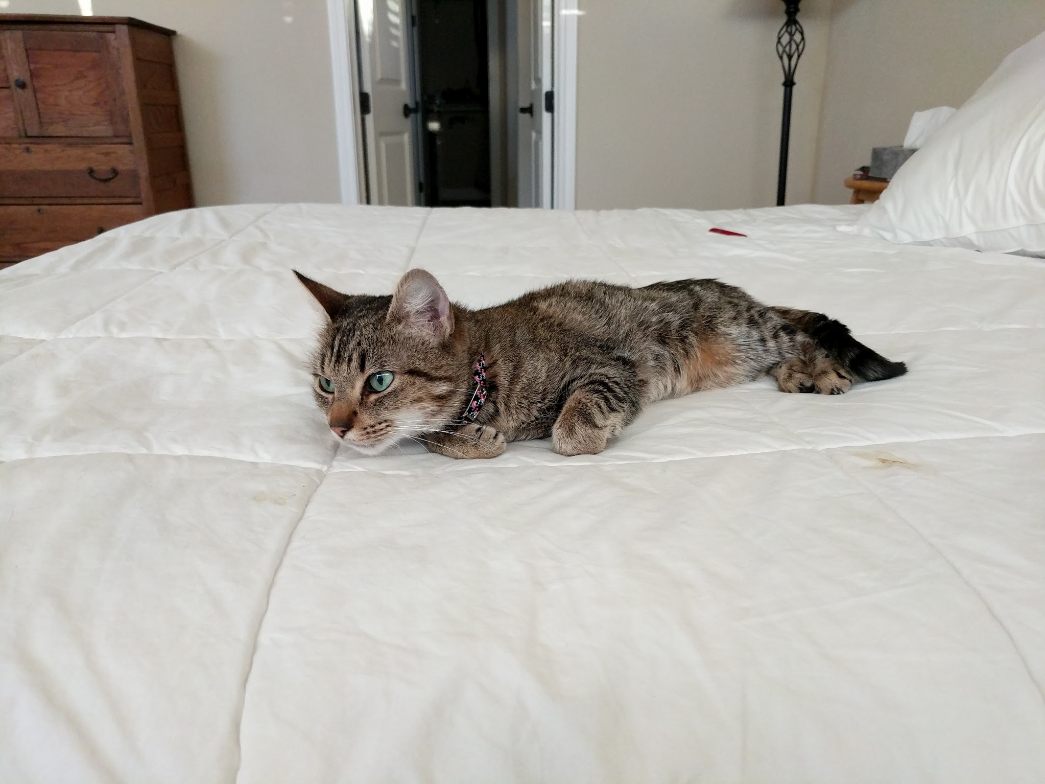 Small Fluff We Found Out on the Street
