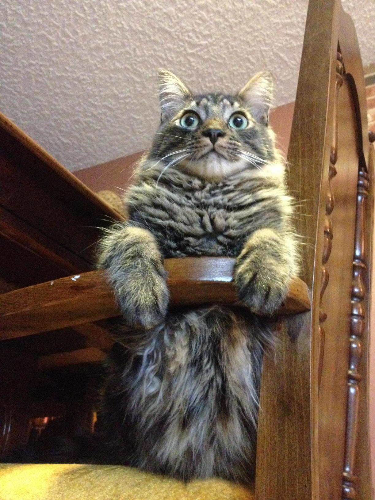 So Majestic