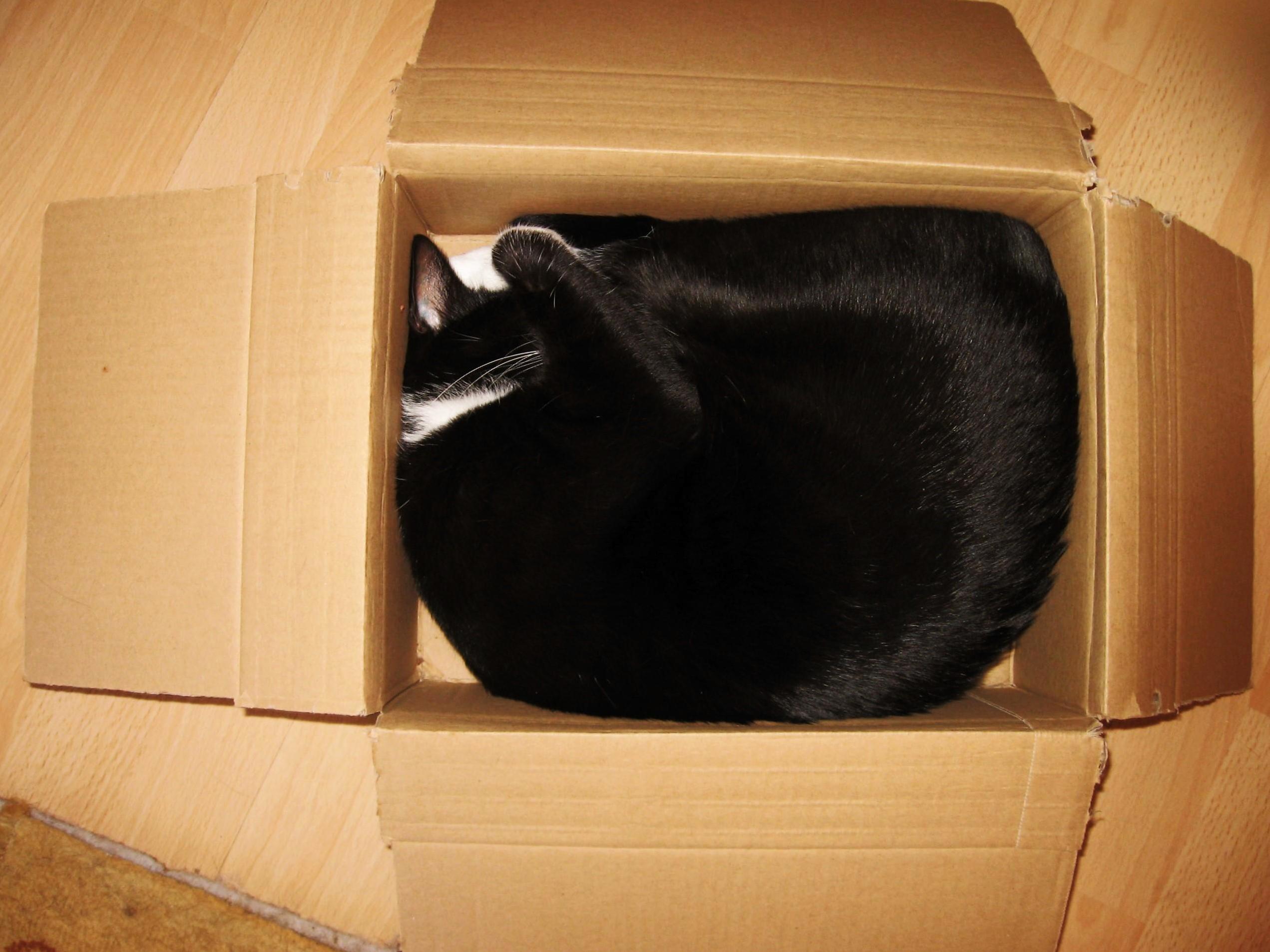 Sometimes I Think I Only Order Online for My Cat to Have Something to Sleep in