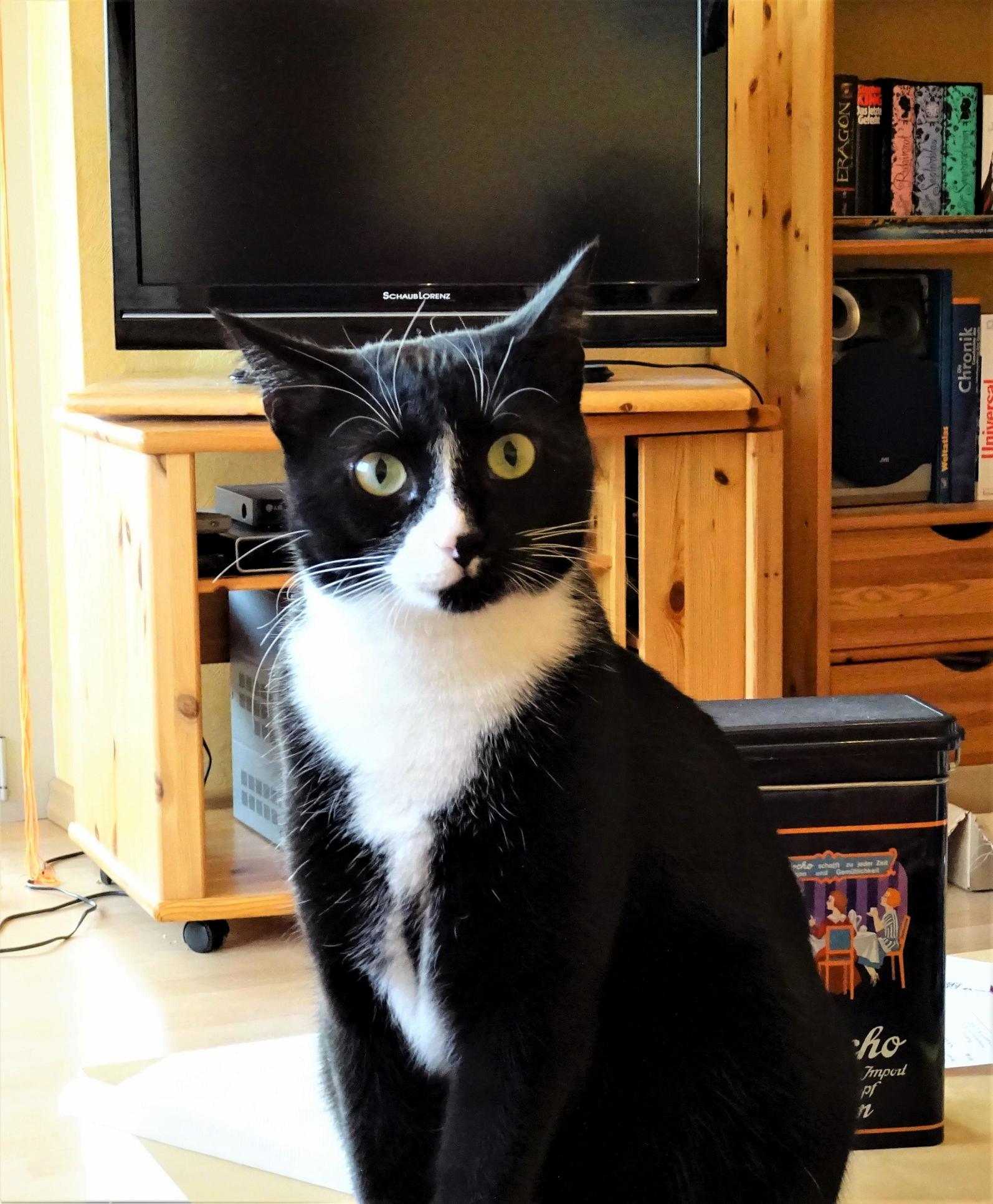 Sometimes I Think One of Her Ancestors Was an Owl