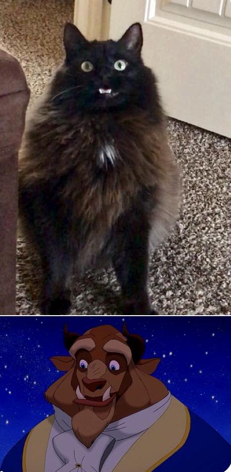 Sometimes Smoke Looks Like Beast