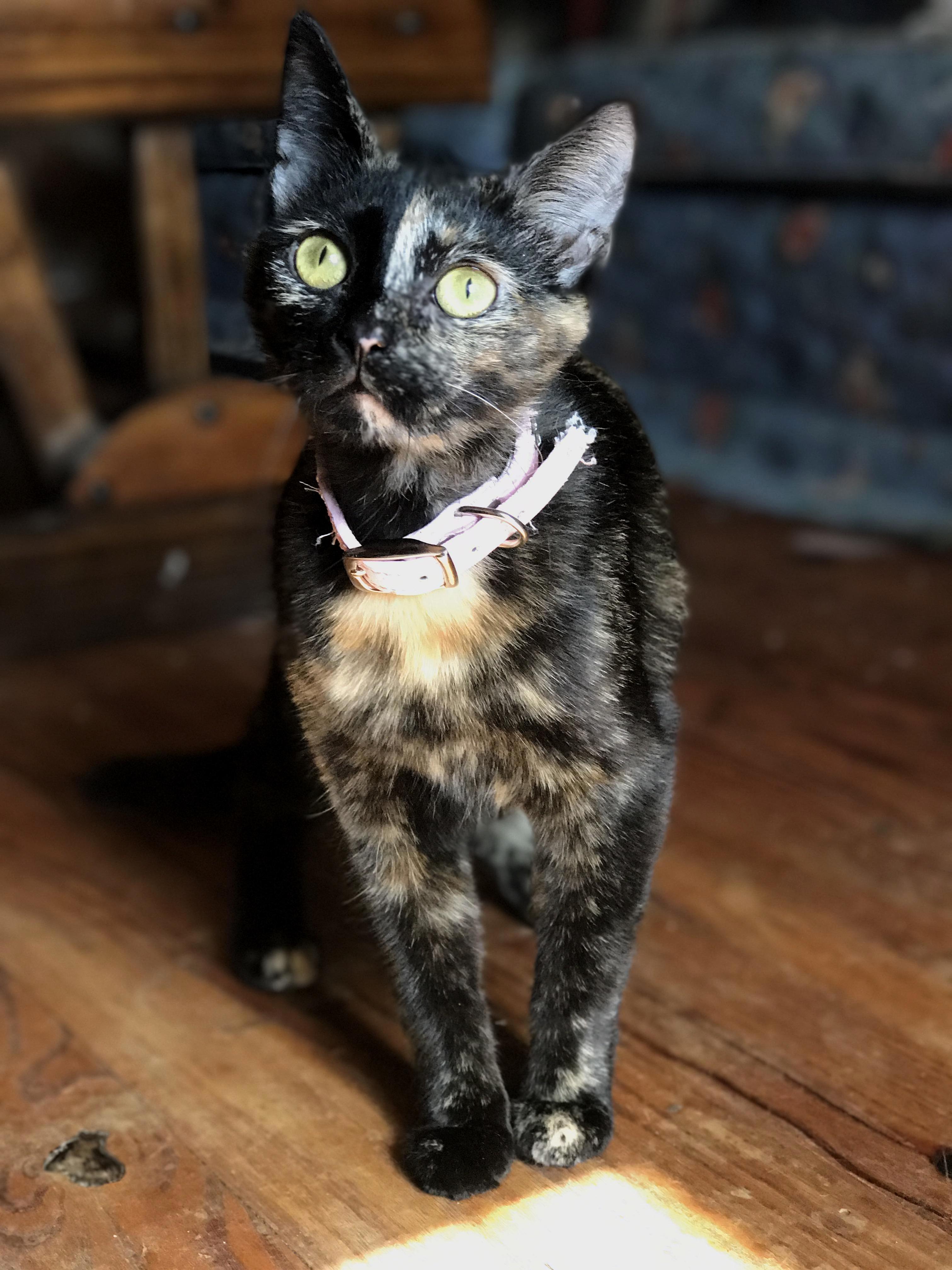 Tartes Head Is Too Small for Her Body.