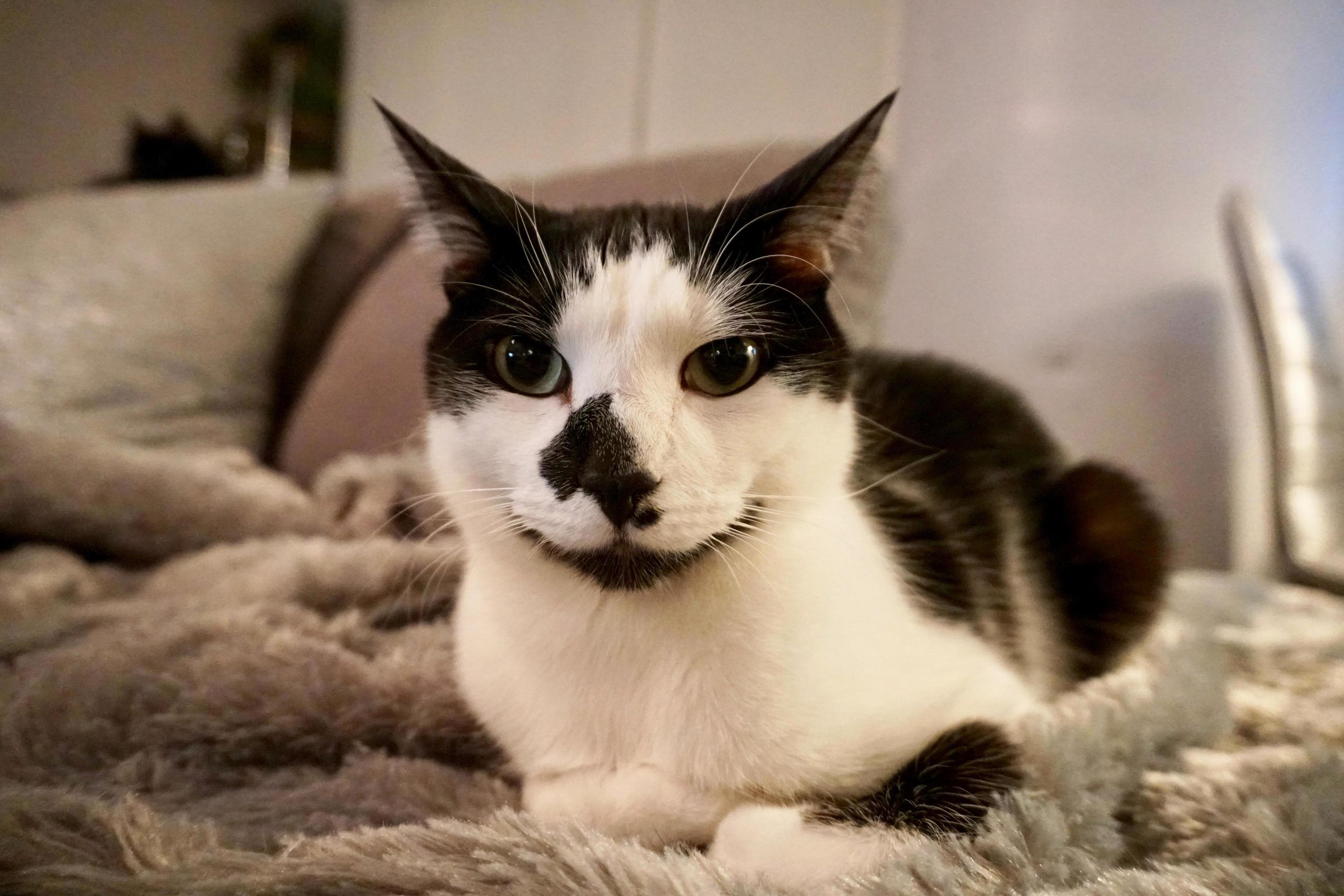 That Murder Stare