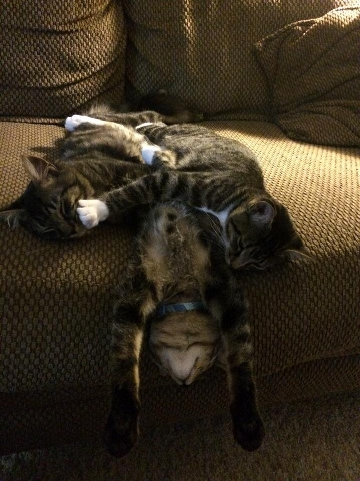 The Three Siblings Taking a Nap
