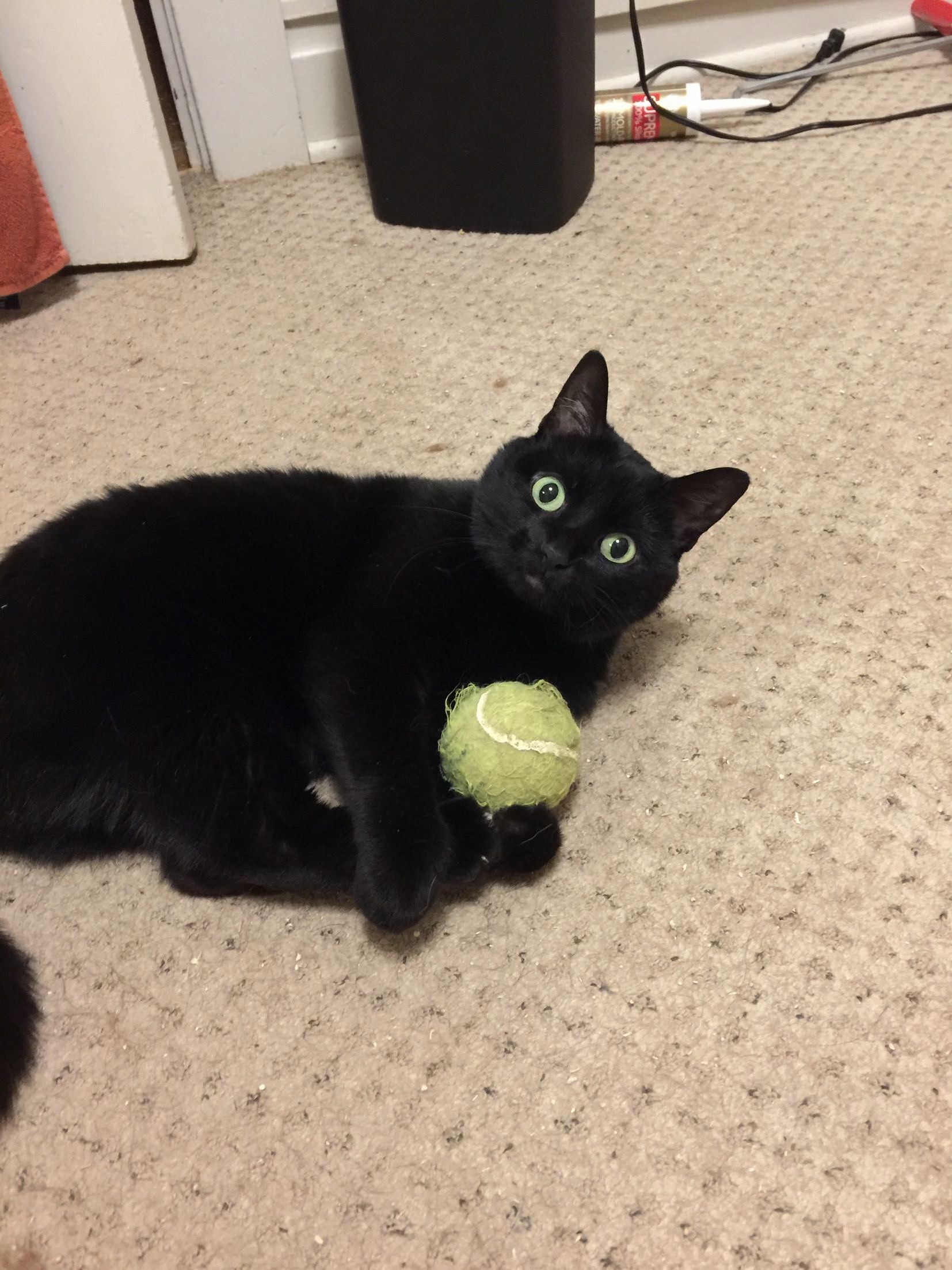 This Is Her Favorite Toy