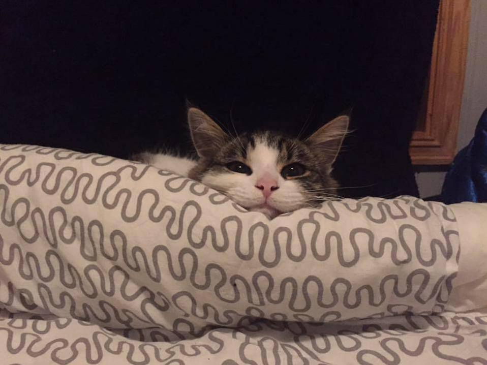 This Is My Little Derpy Floof Ball. His Name Is Onomatopoeticon but We Just Call Him Ono