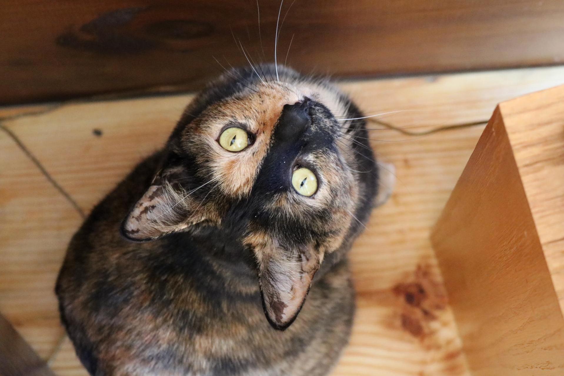 This Little Girl Showed Up on My Doorstep Last Thanksgiving and Hasnt Left
