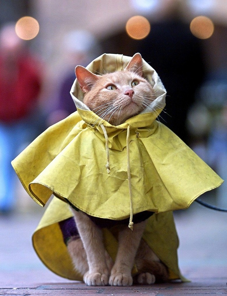 Waiting for Rain to Purr