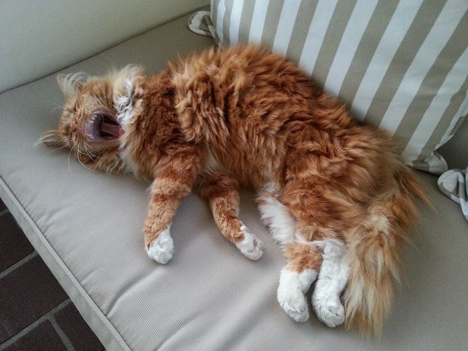 What Breed Is My Cat
