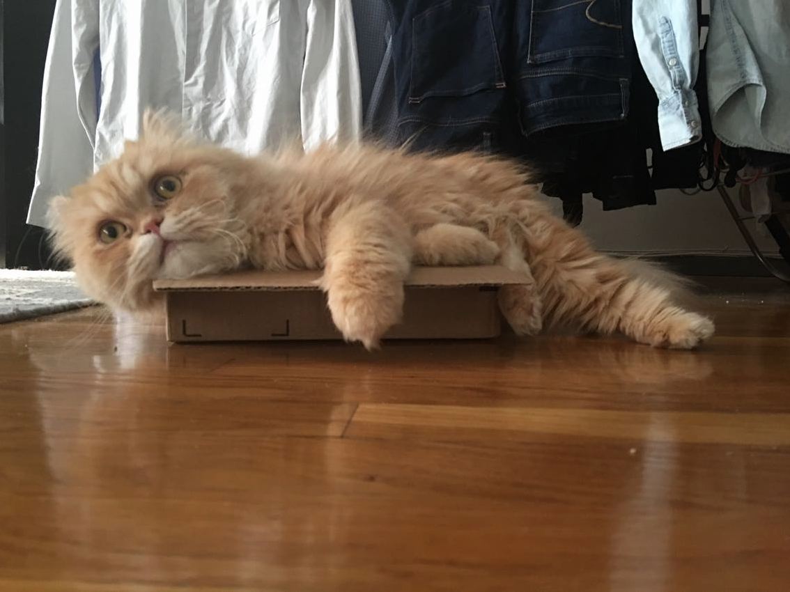 What Do You Mean I Dont Fit in This Box