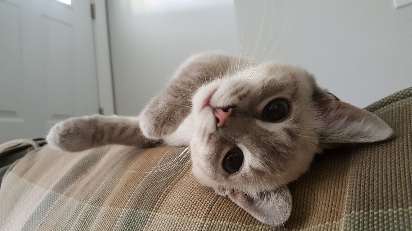 Whatcha Doin
