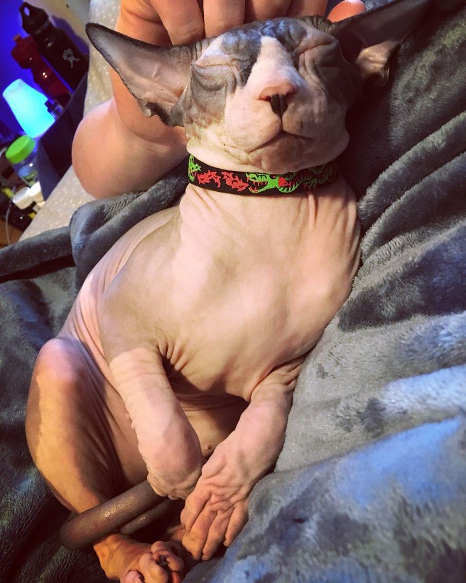 When the Head Pets Are Good...