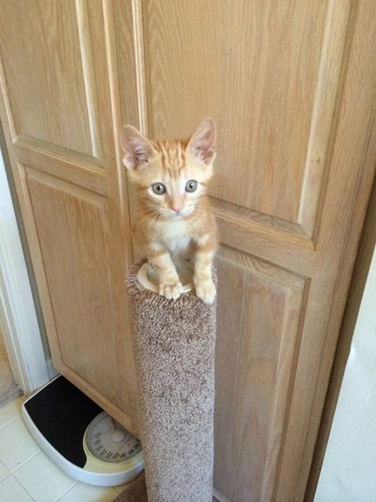 Where Am I How Did I Get Up Here