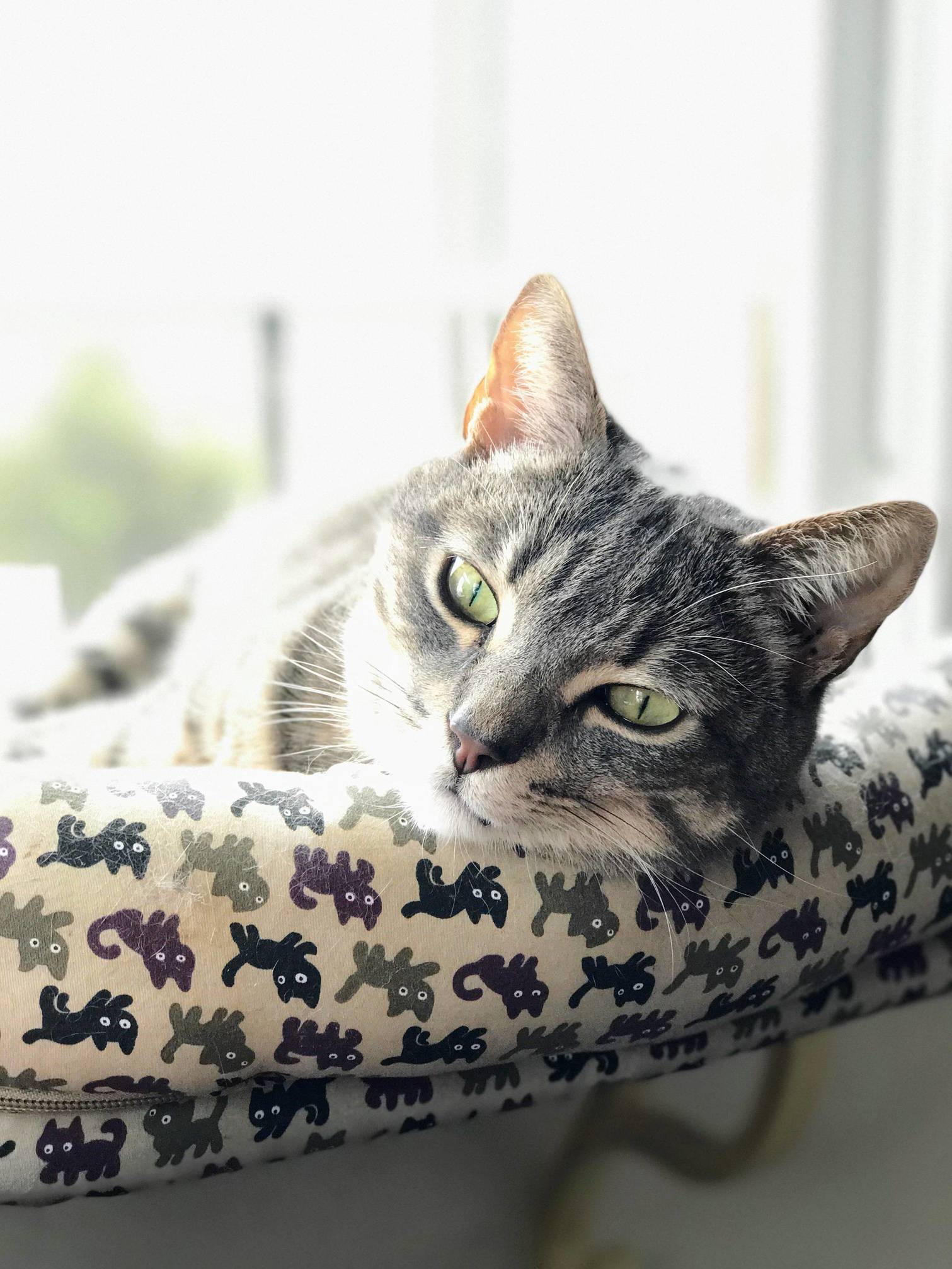 Working from Home with My Girl