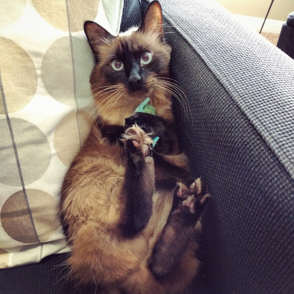 Yoshi Holding His Turtle.