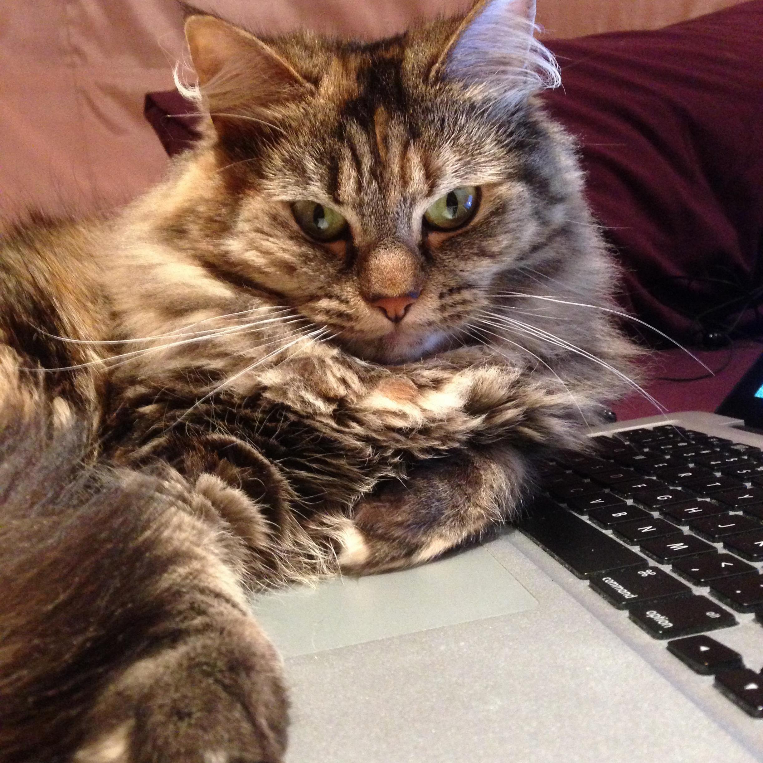 Your Laptop Is Mine Now