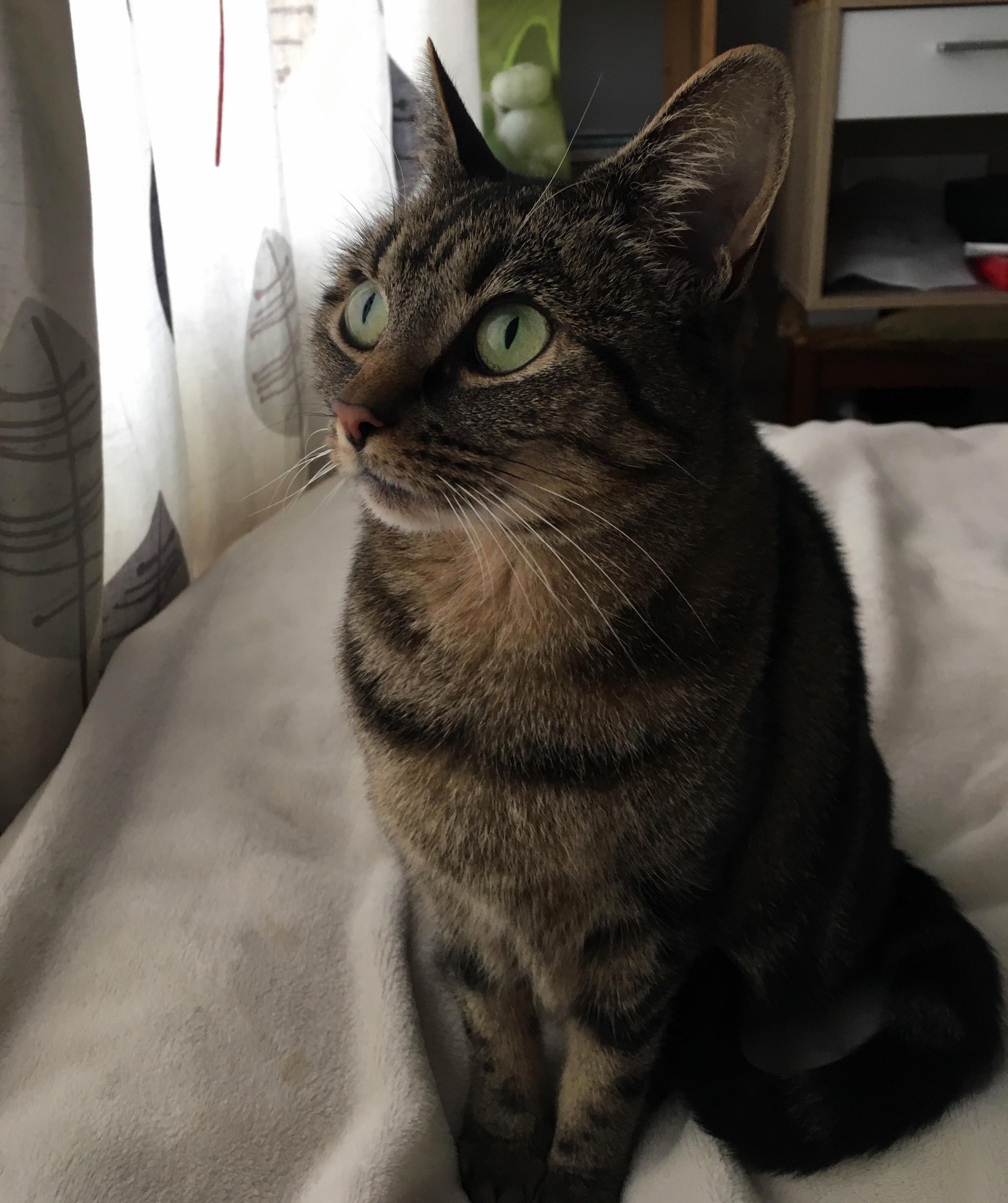 14 Bengal 34 Moggy but 110 a Monkey