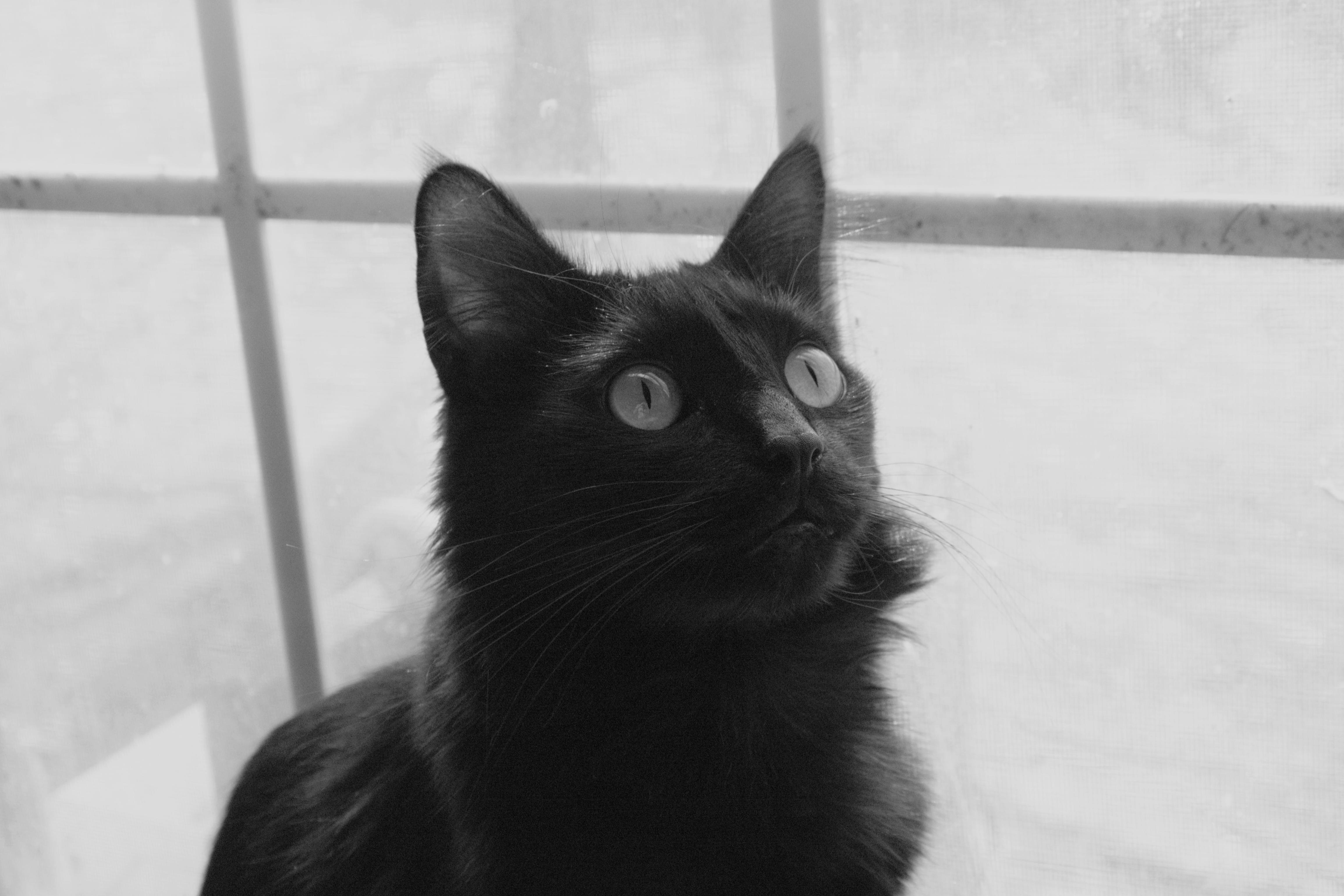 2 Years Ago Chevy Adopted Us When He Was a Kitten. This Is Him Now
