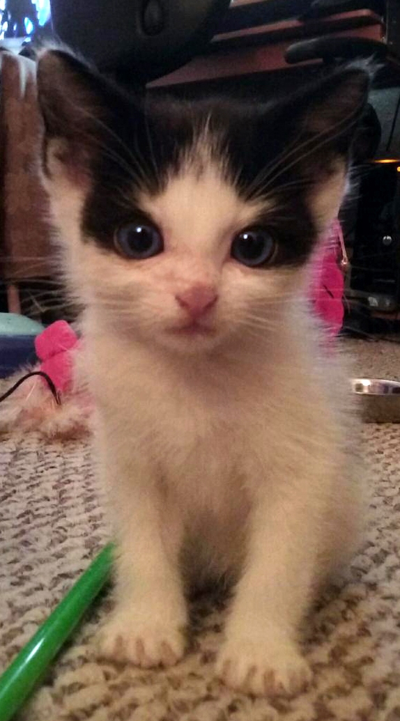 A Challenger Appears for the Title of Cutest Kitten I Ve Ever Fostered