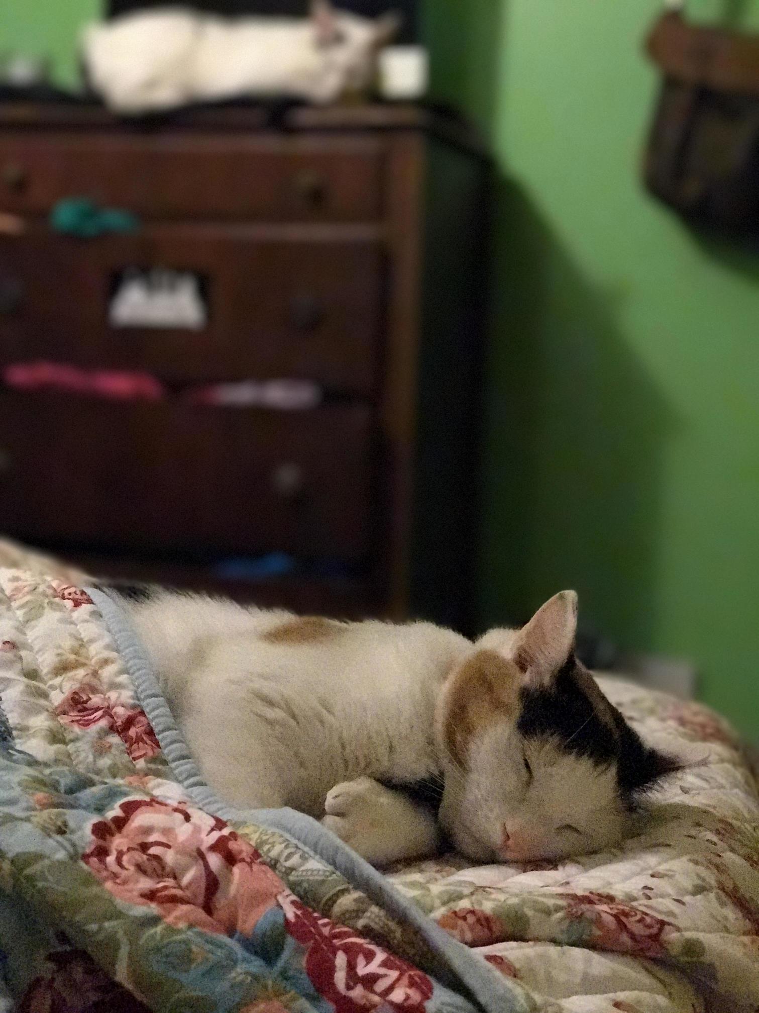 A Couple of Conked Out Cats